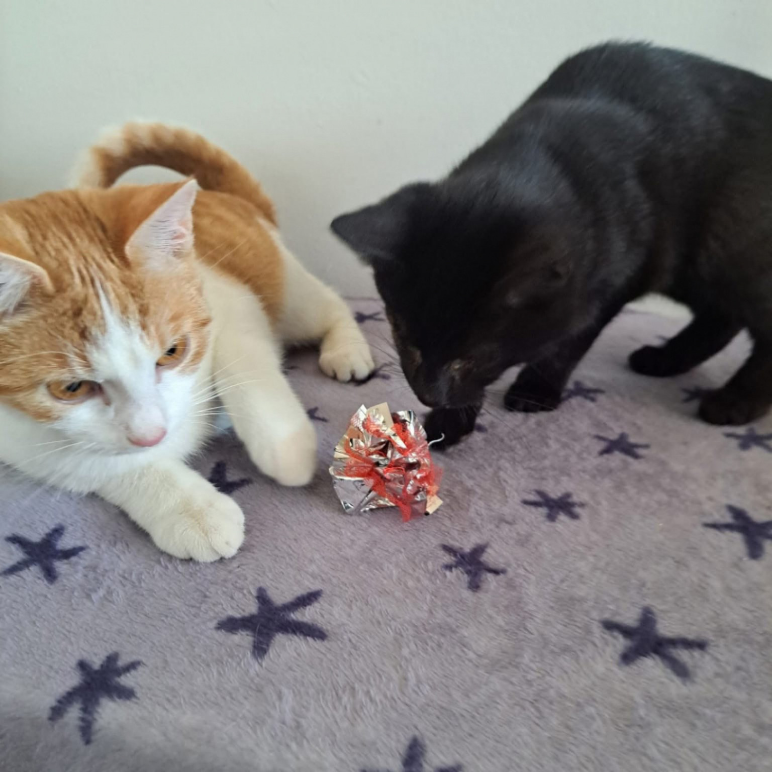 L&oacute;ci &eacute;s Loki gazdit keres