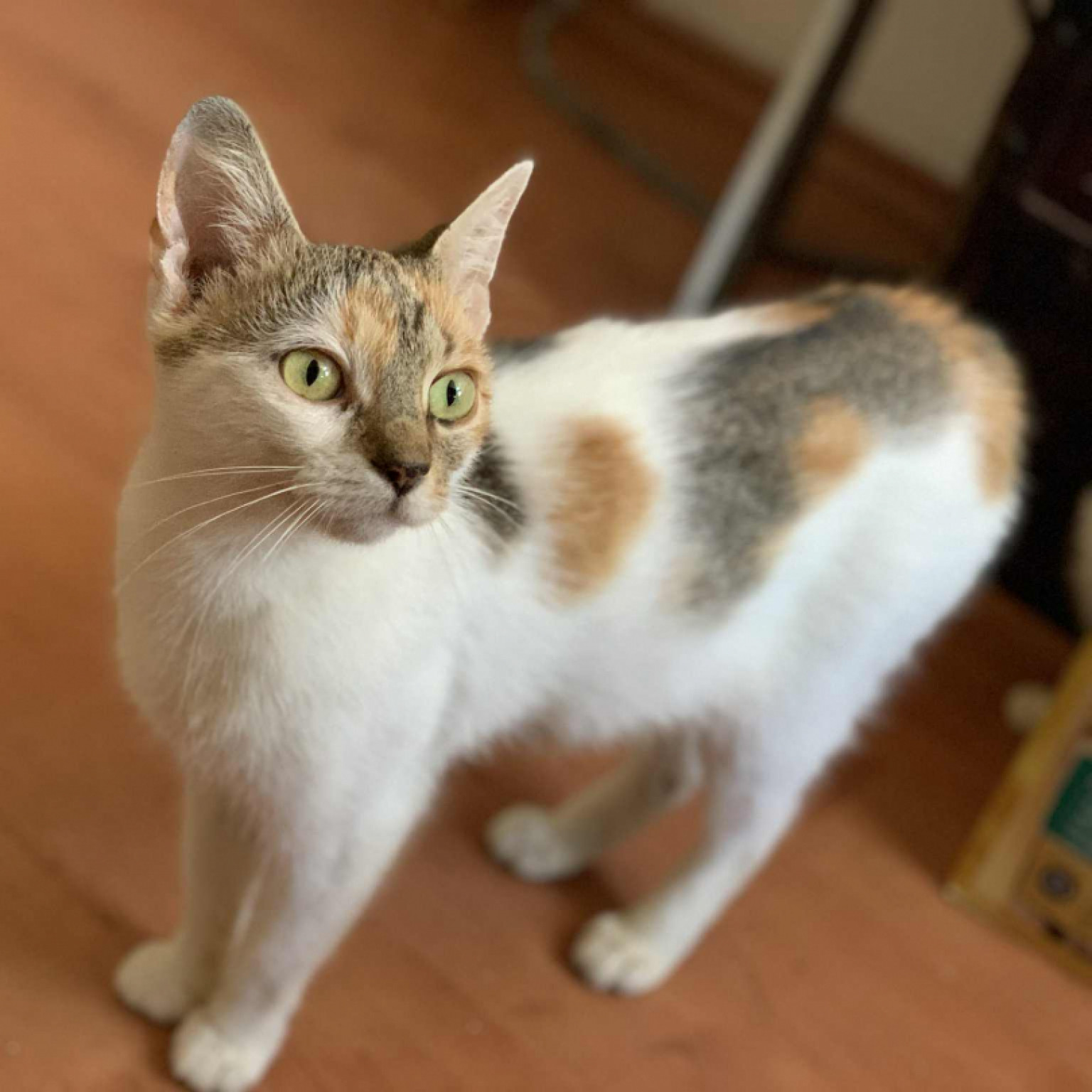 L&oacute;tusz gazdit keres