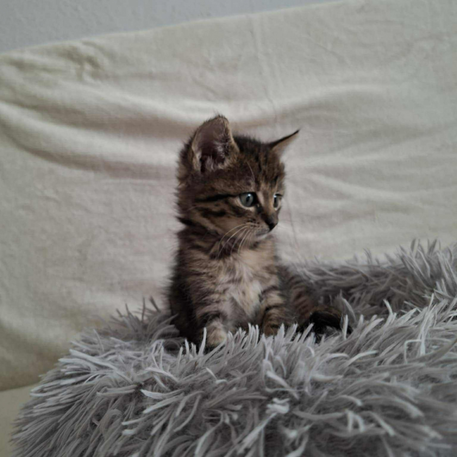 Eszpresszó és Mokka gazdit keres