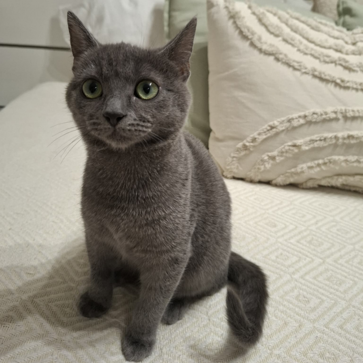 Mini és Masni gazdit keres