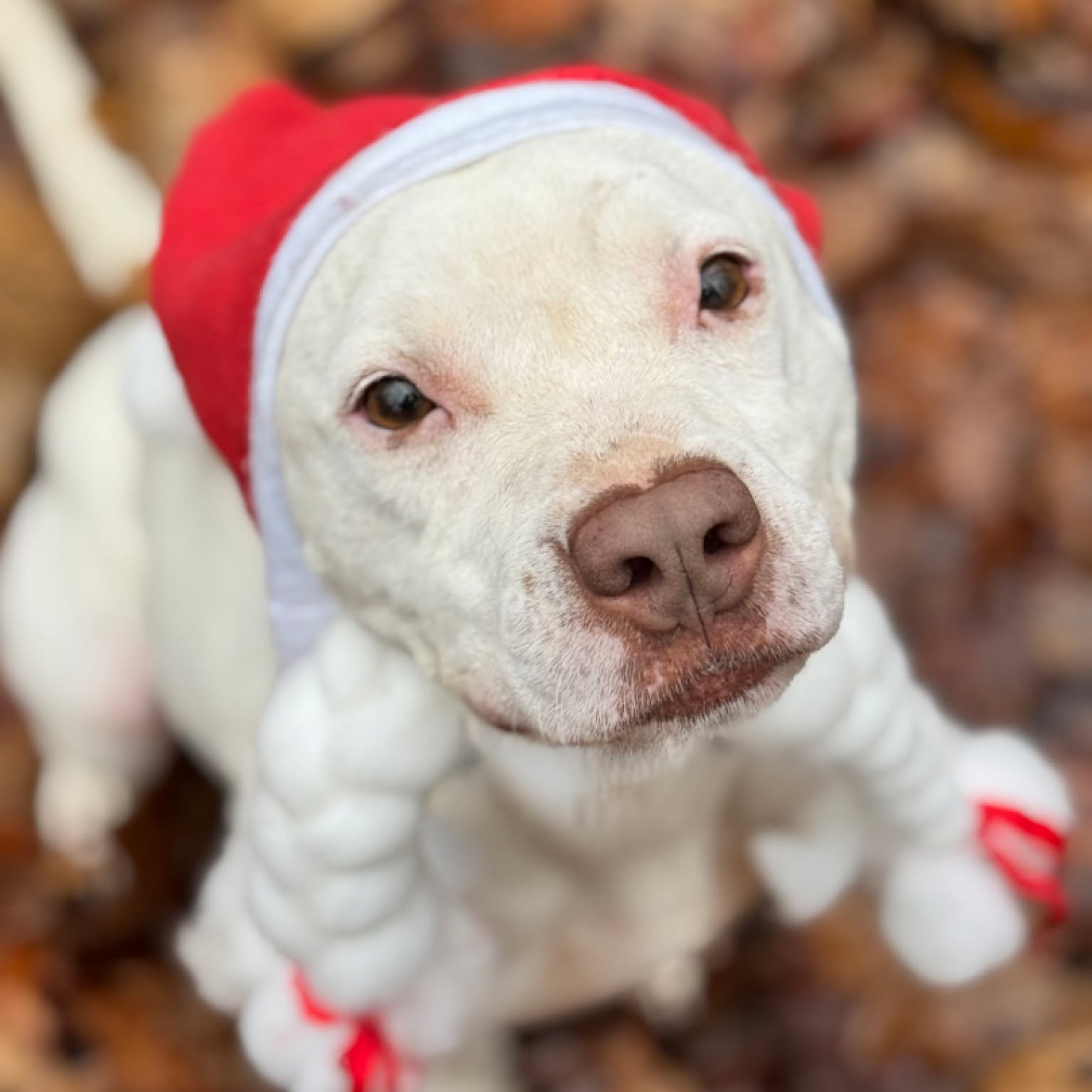 G&uuml;nther gazdit keres