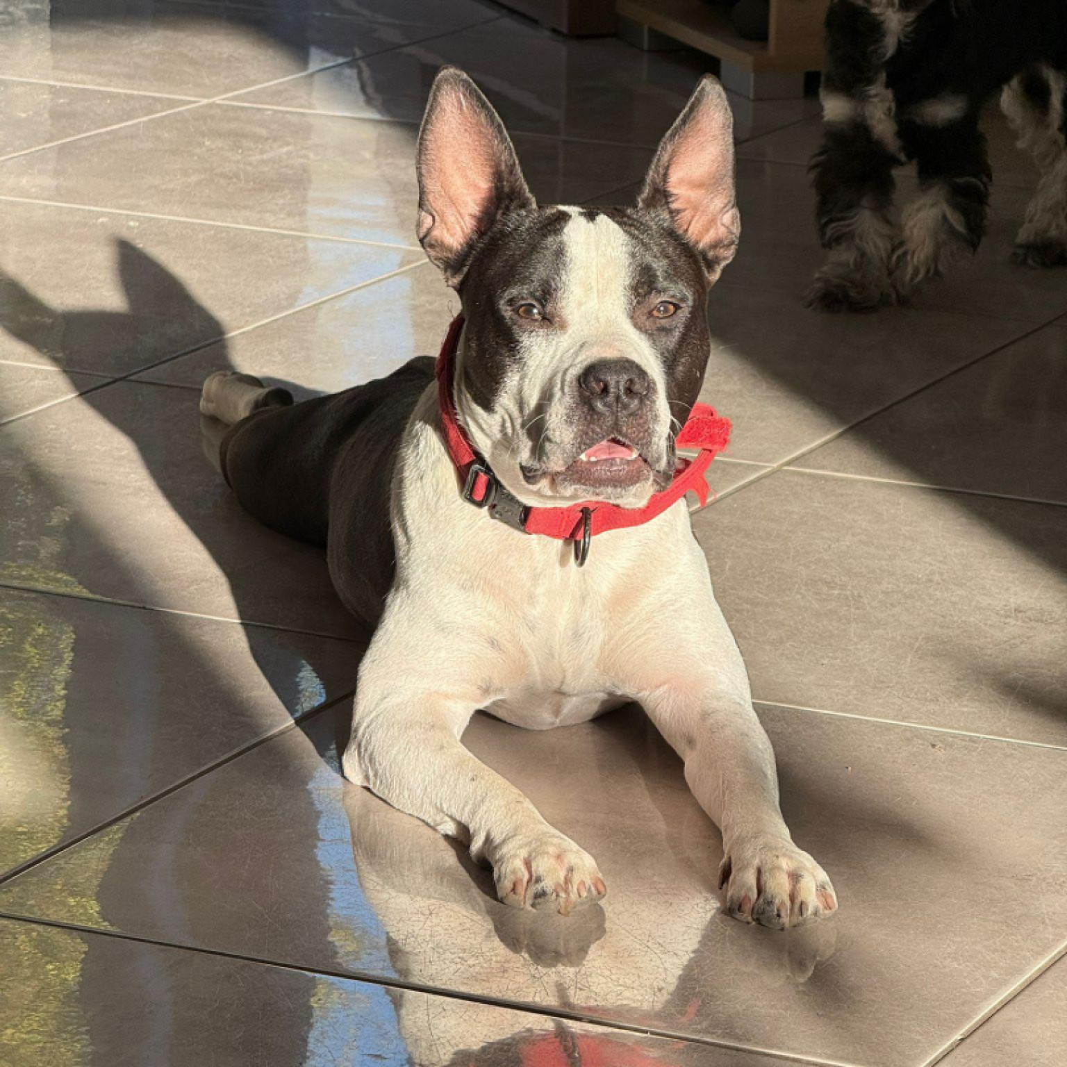 Dumb&oacute; gazdit keres