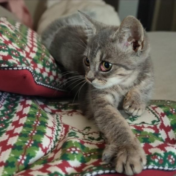 Prücsök cica gazdit keres