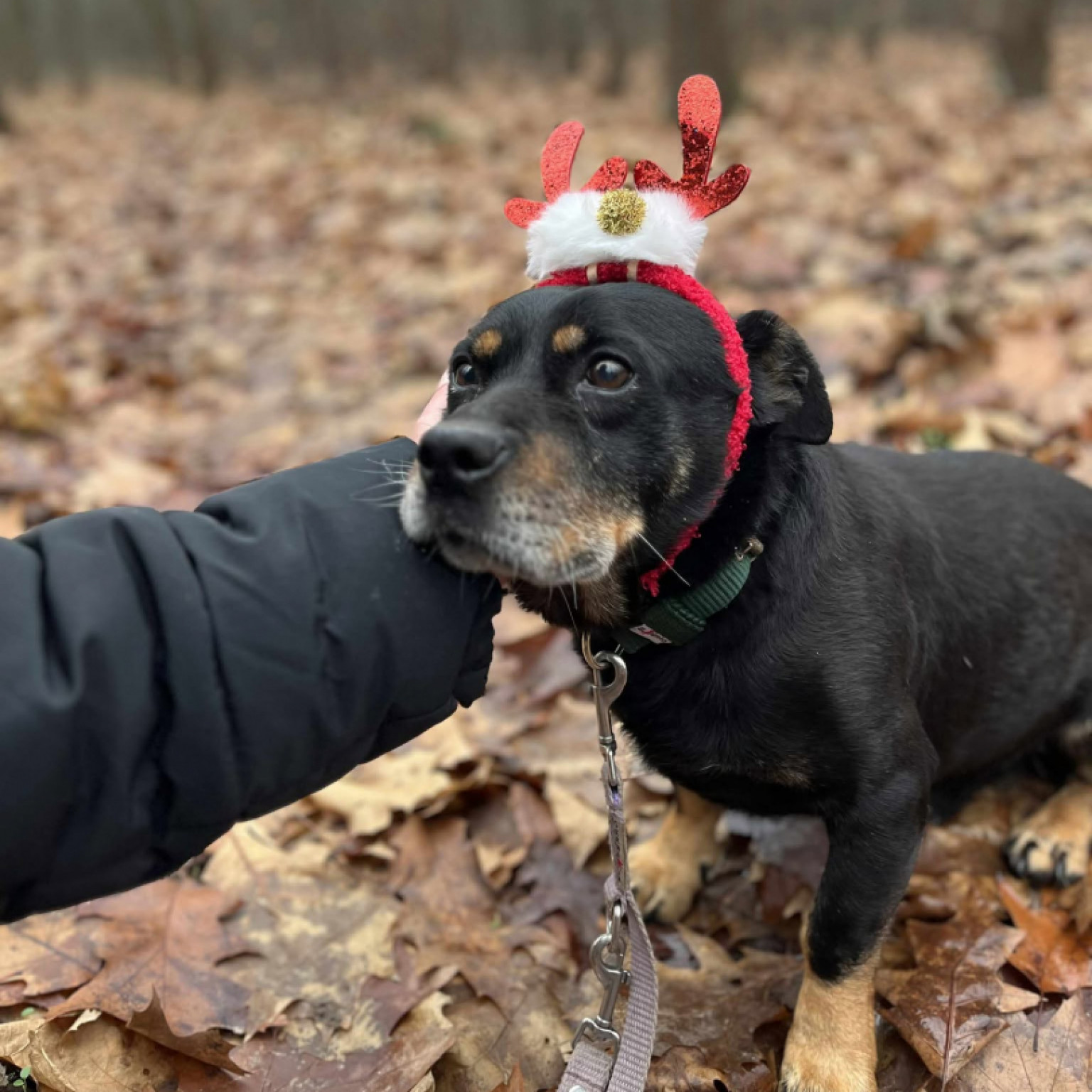 Feki b&aacute;csi otthont k&eacute;r kar&aacute;csonyra