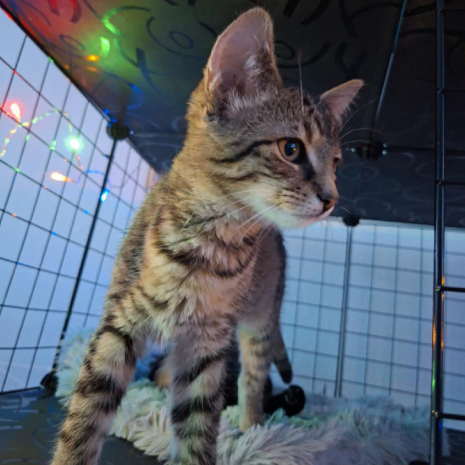 Eszpressz&oacute; &eacute;s Mokka gazdit keres