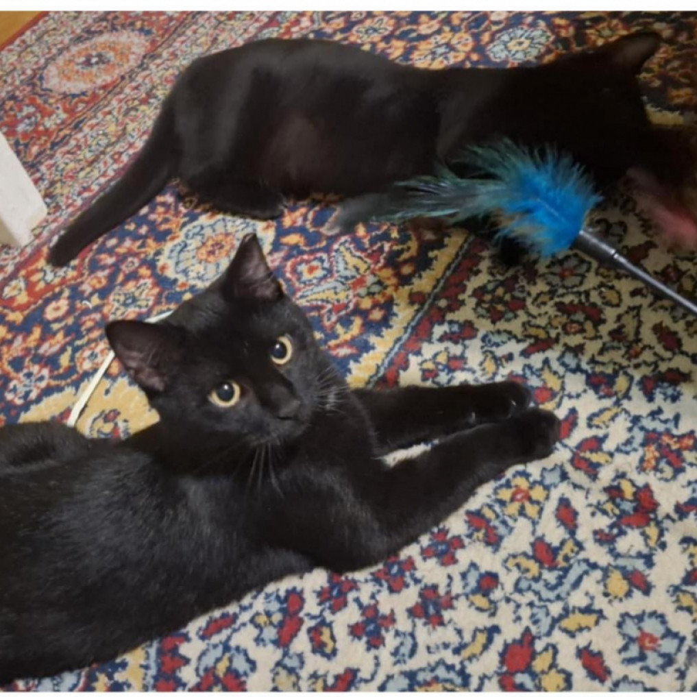 Fifi &eacute;s Dod&oacute;