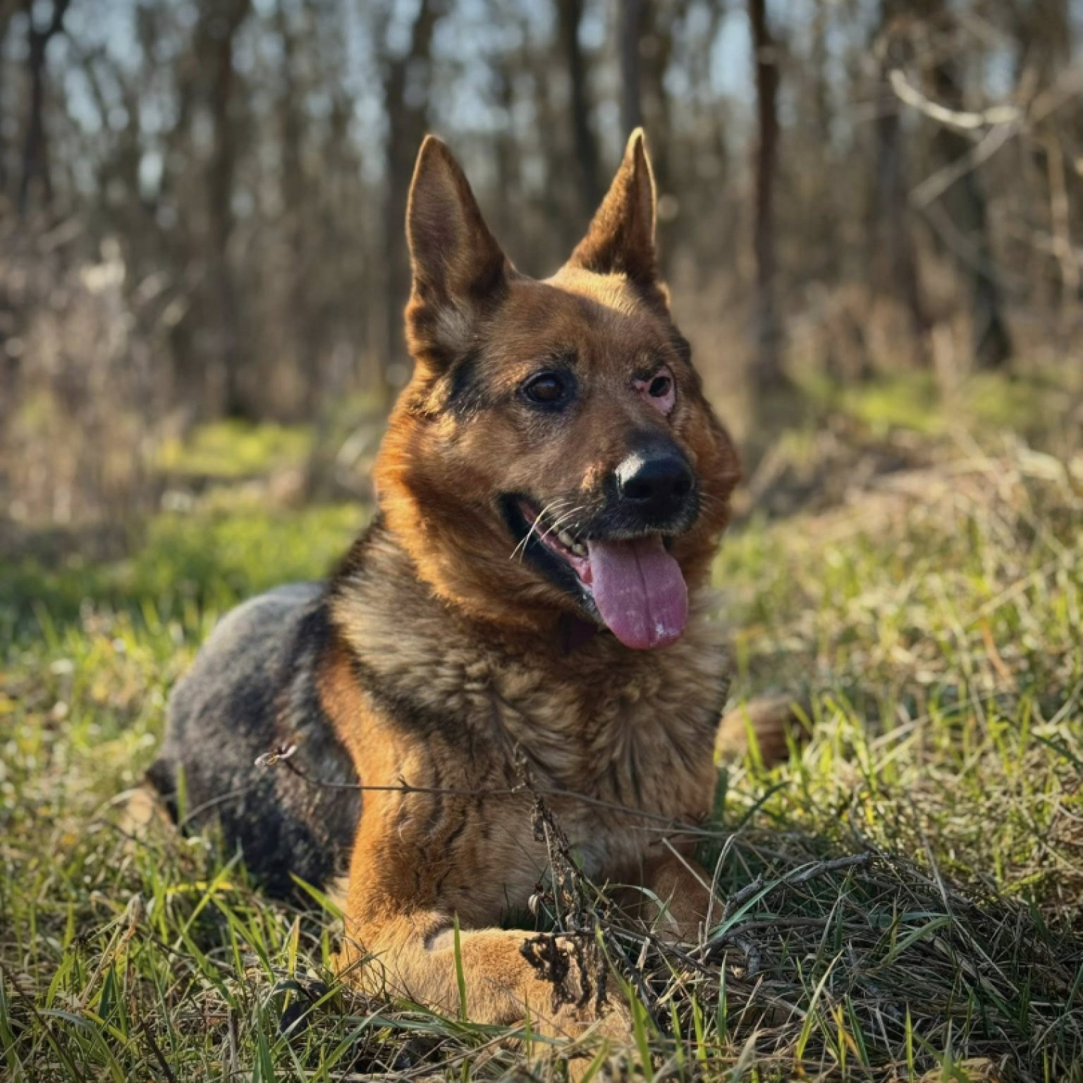 Zara a csodakutya gazdit keres