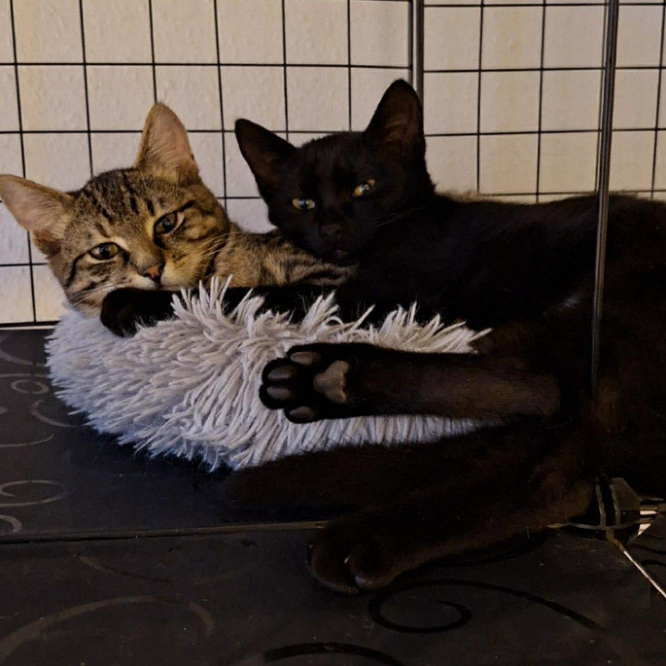 Eszpressz&oacute; &eacute;s Mokka gazdit keres