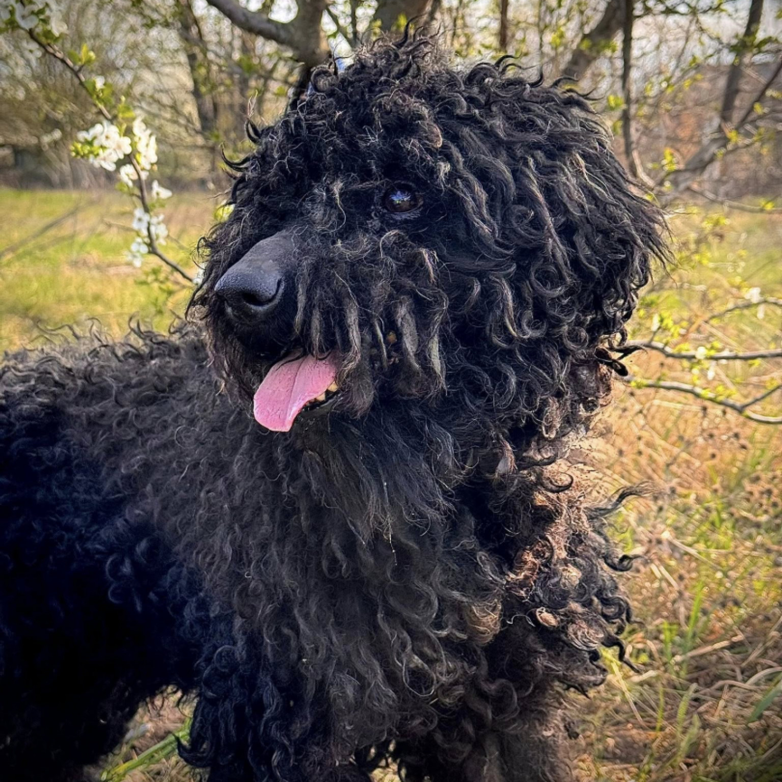 Bog&aacute;r gazdit keres