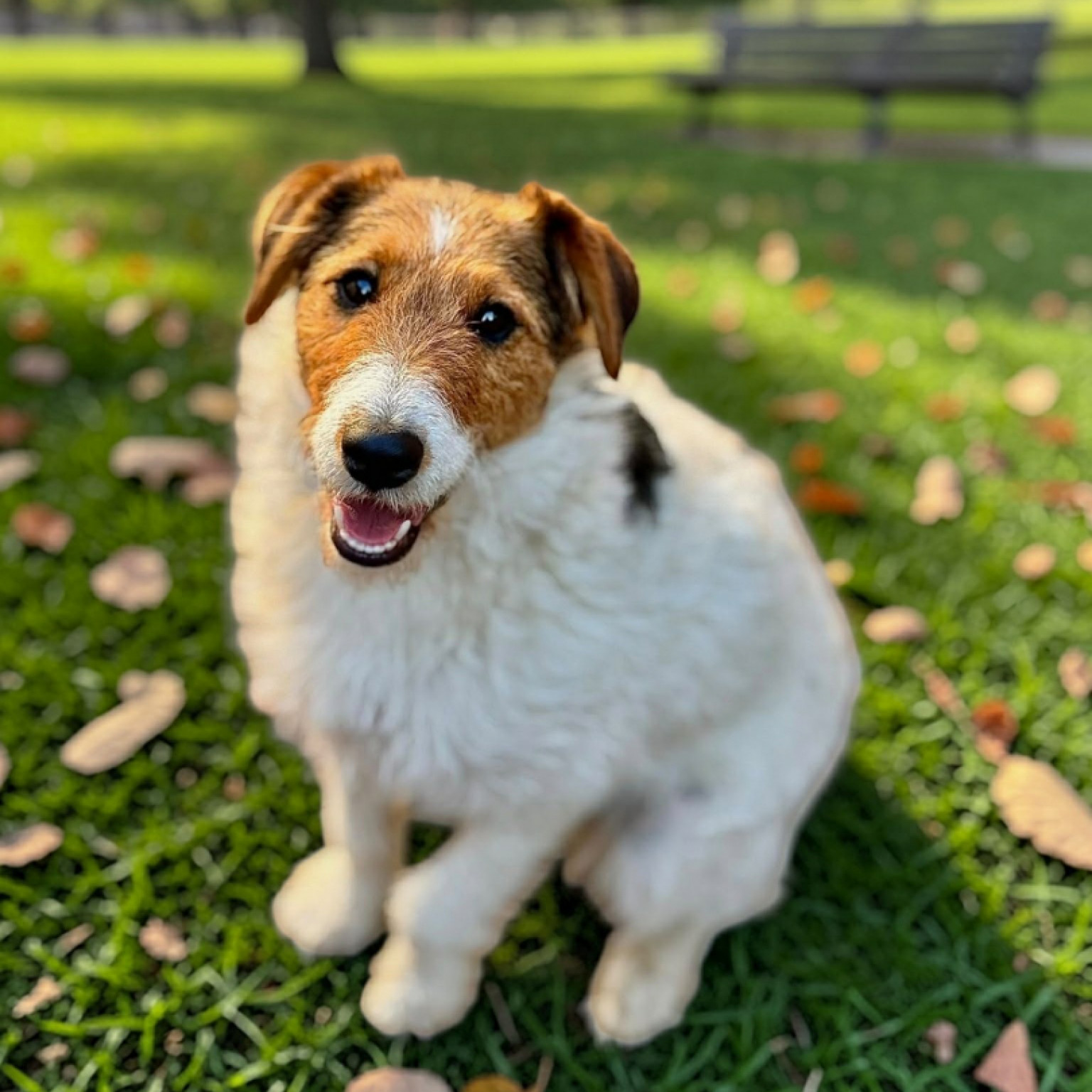 P&ouml;tyike gazdit keres