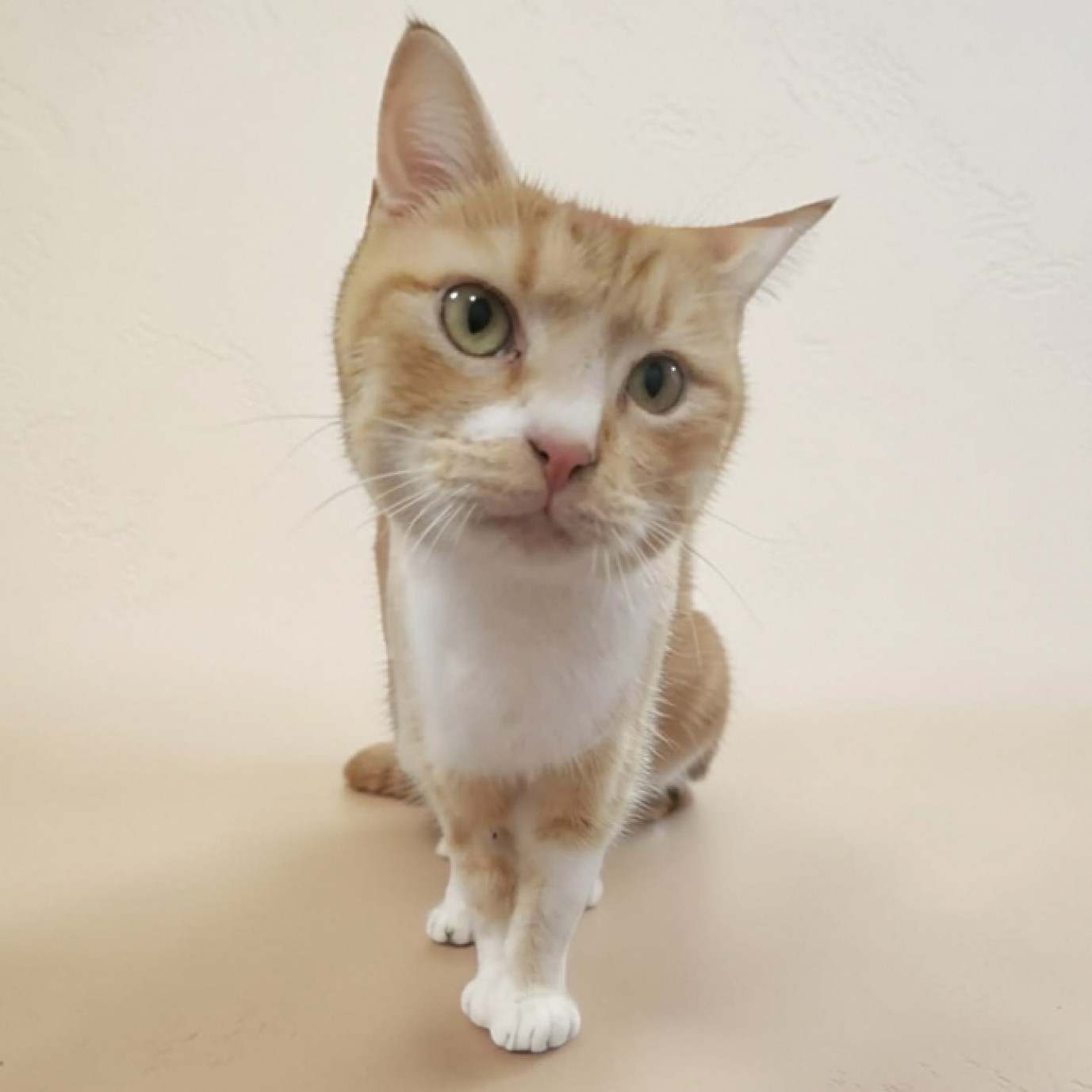 Szőrike gazdit keres