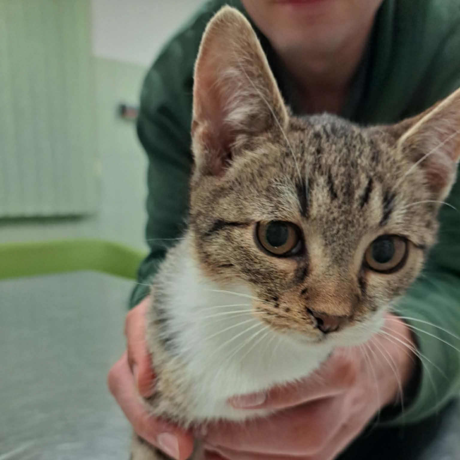 Bors&oacute;, Lencse, Sz&oacute;ja gazdit keres