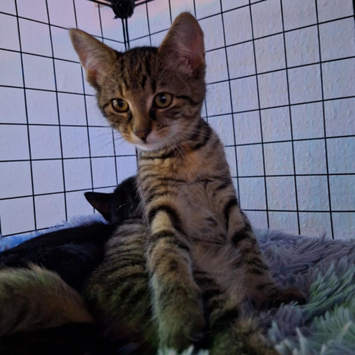 Eszpressz&oacute; &eacute;s Mokka gazdit keres