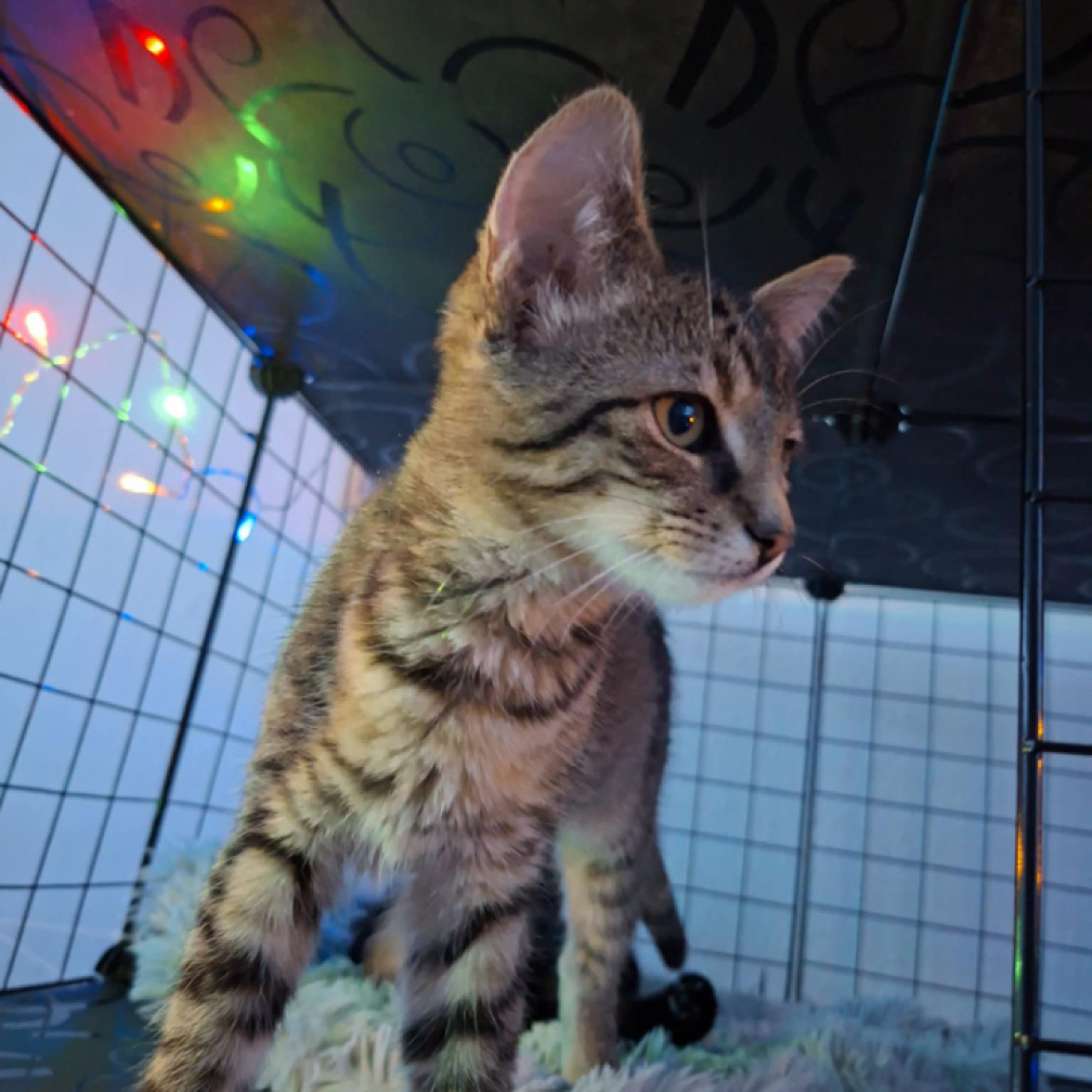 Eszpressz&oacute; &eacute;s Mokka gazdit keres