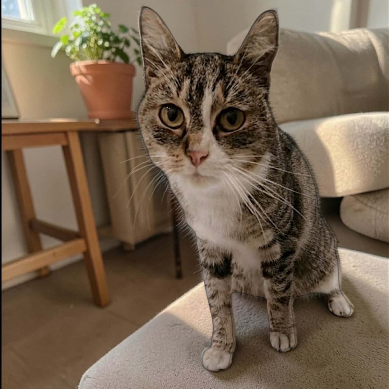 Gesztike gazdit keres