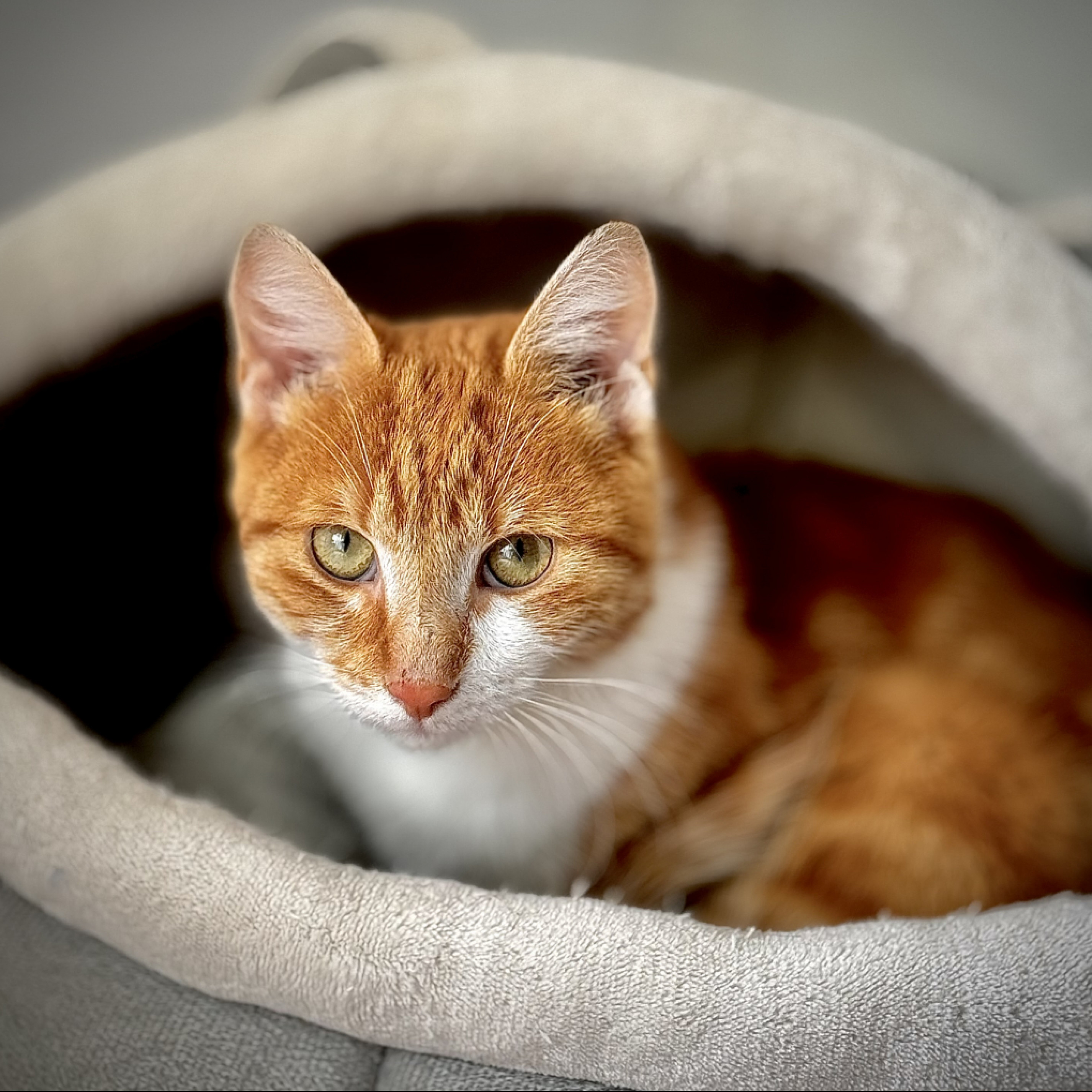 V&ouml;ri, a k&uuml;l&ouml;nleges kand&uacute;rka