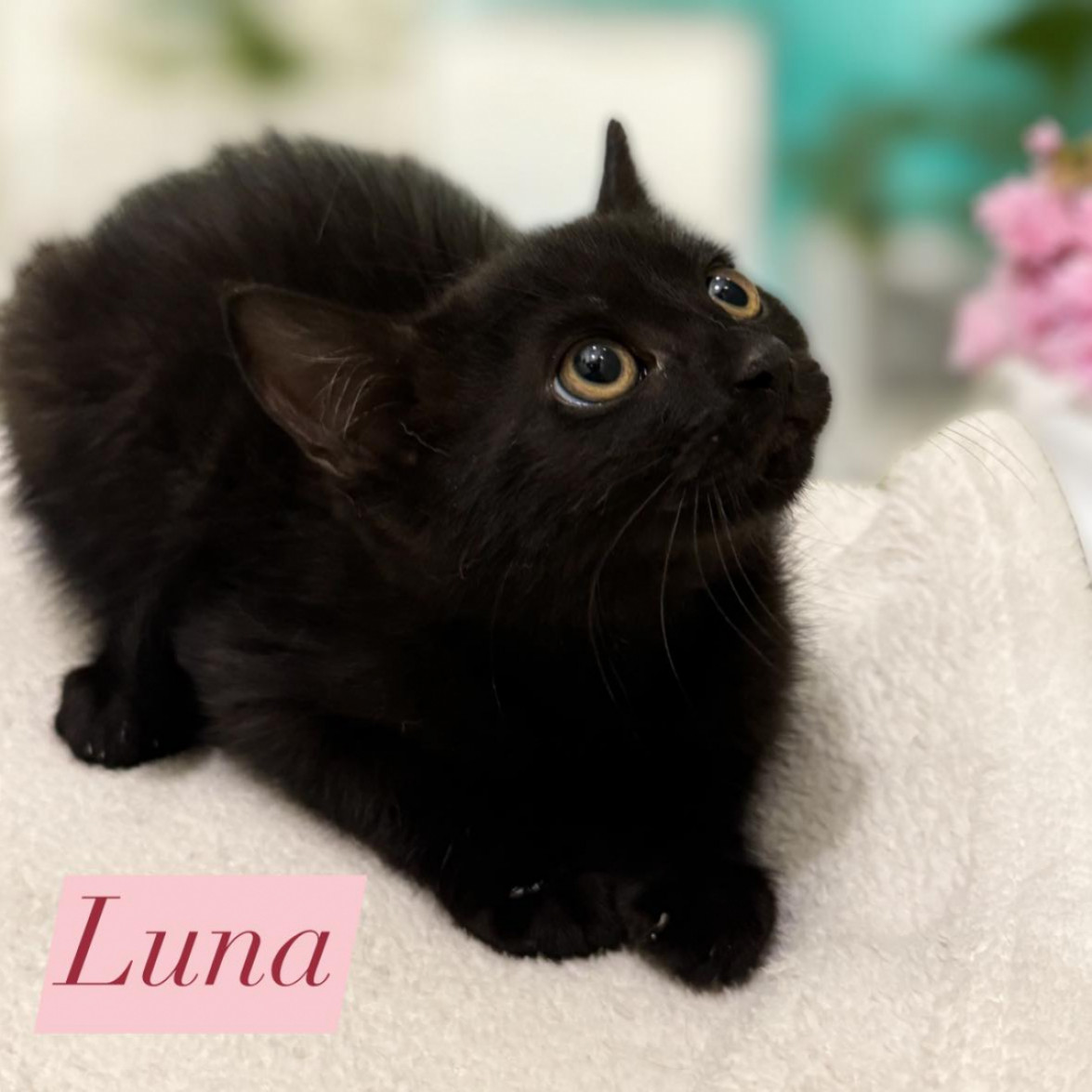 Luna gazdit keres