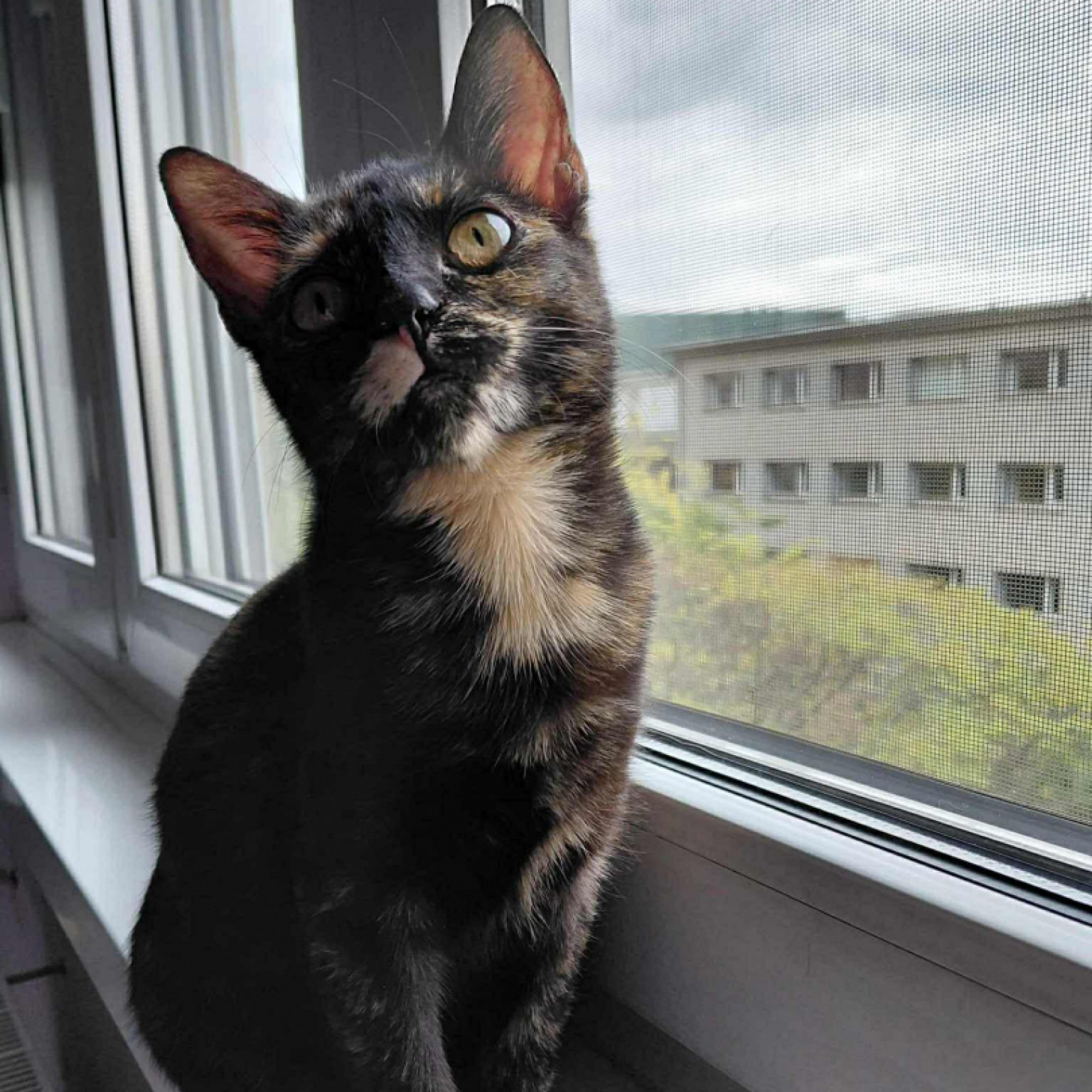 Man&oacute;cska gazdit keres