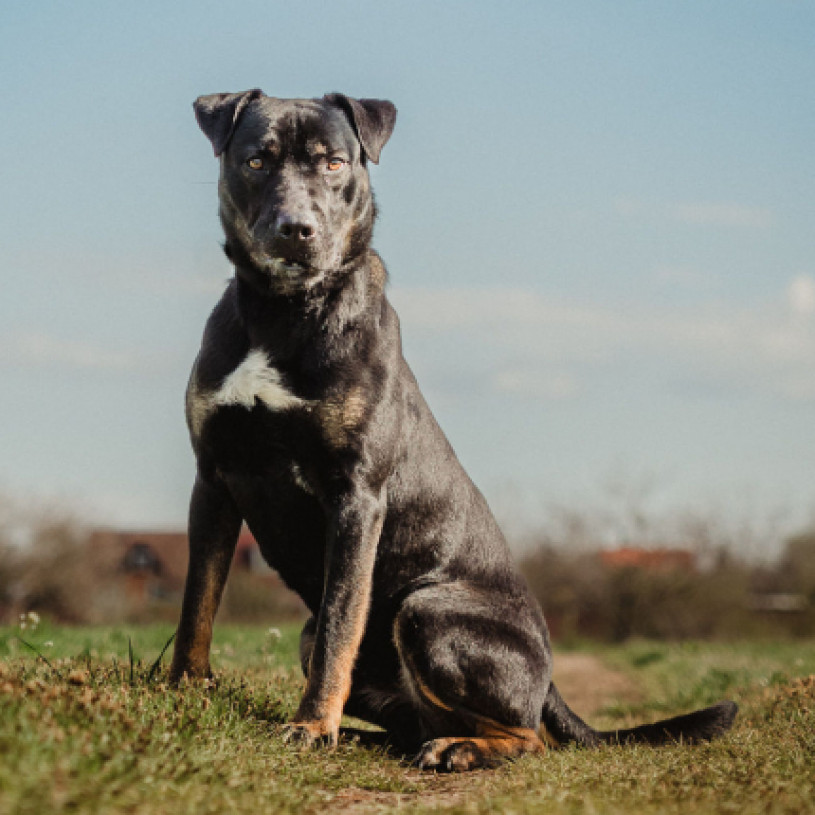 M&aacute;zli gazdit keres