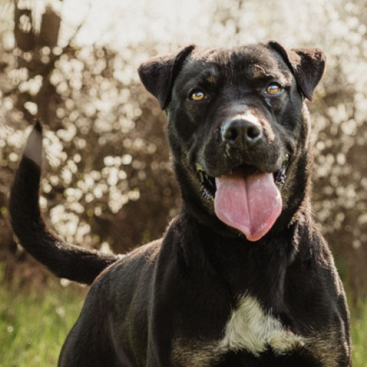 M&aacute;zli gazdit keres