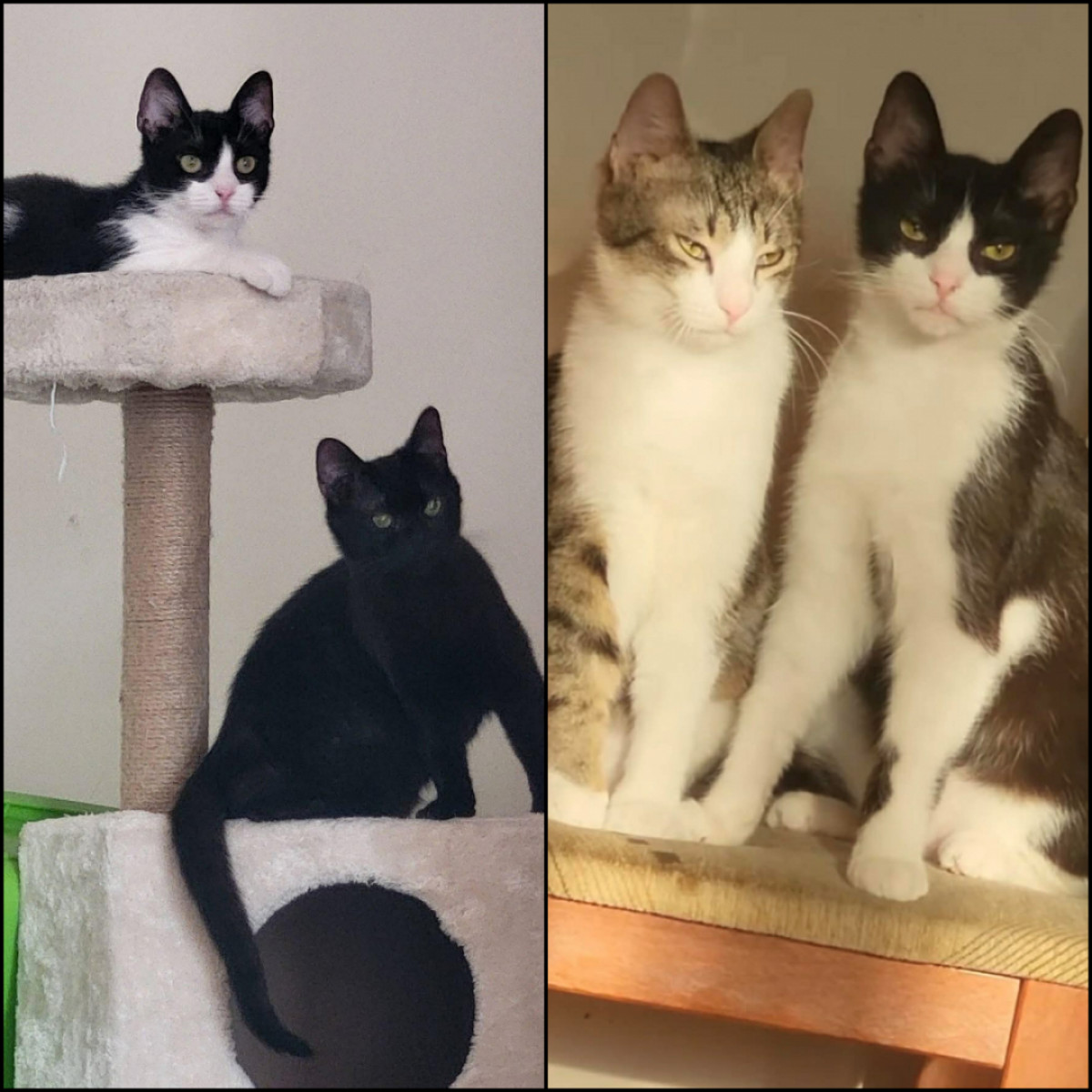 Milky, Neo, Loki gazdit keres