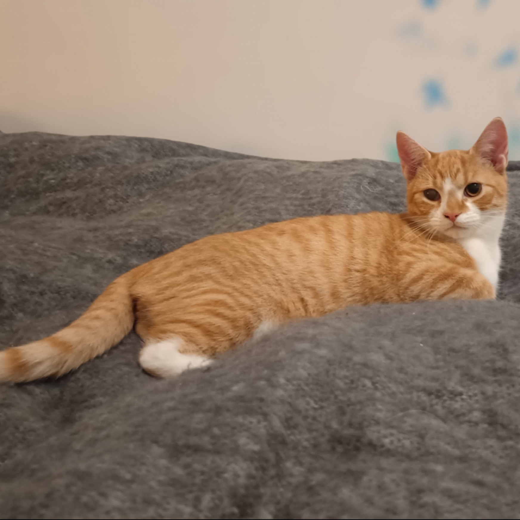 Pumpkin gazdit keres