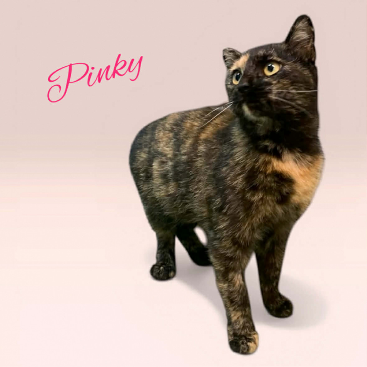 Pinky cicus gazdit keres