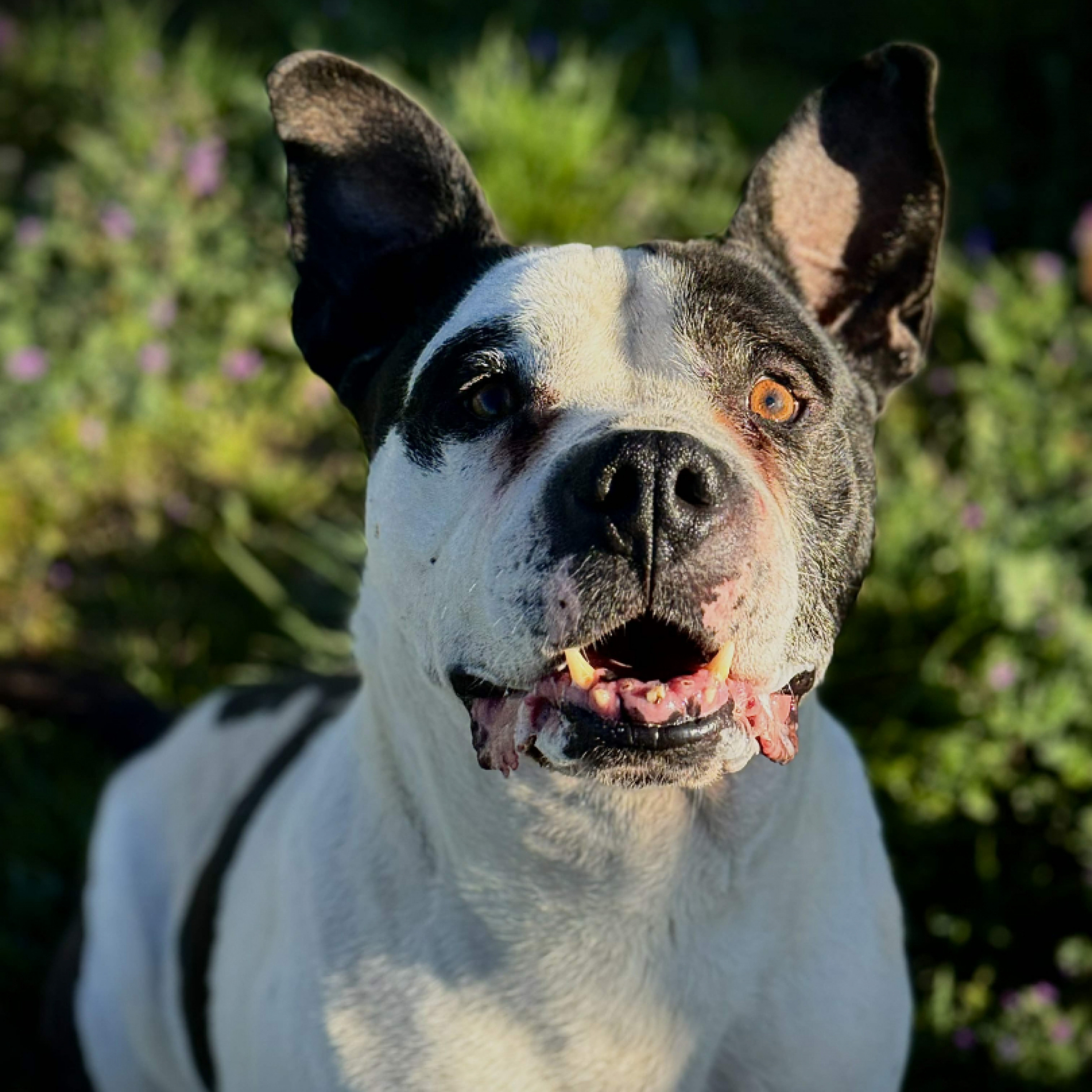 Pong&oacute; gazdit keres