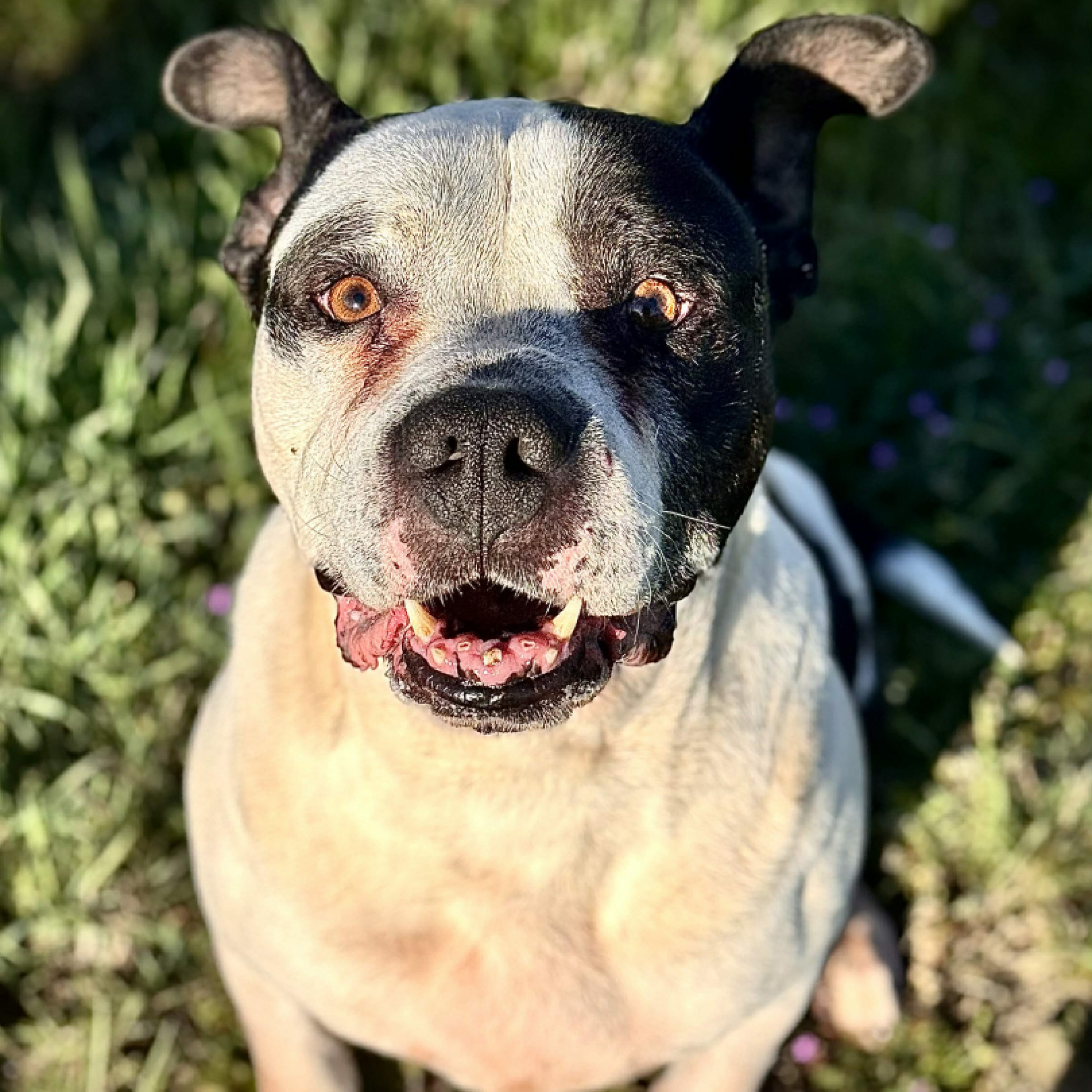 Pong&oacute; gazdit keres