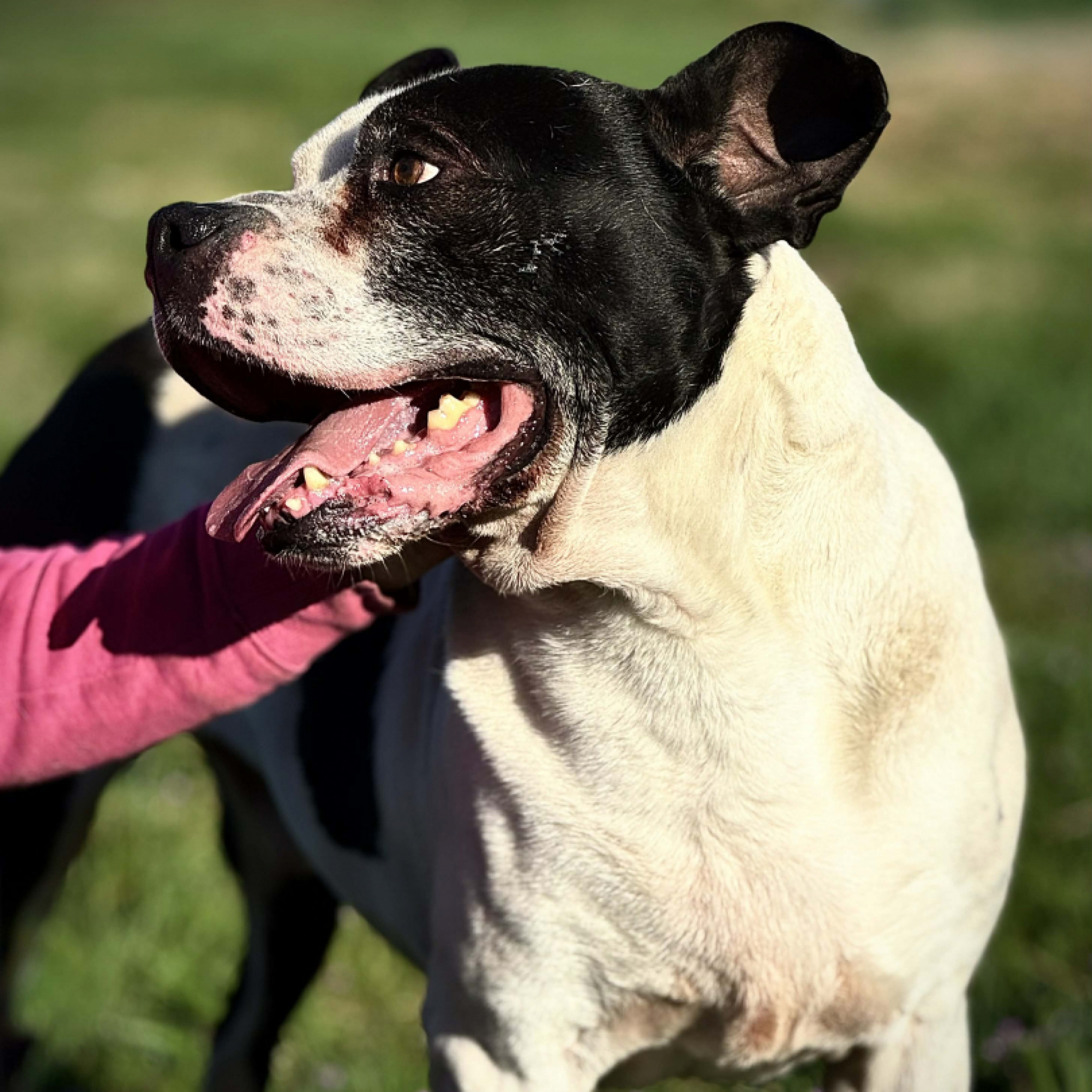 Pong&oacute;, a nyugodt erő