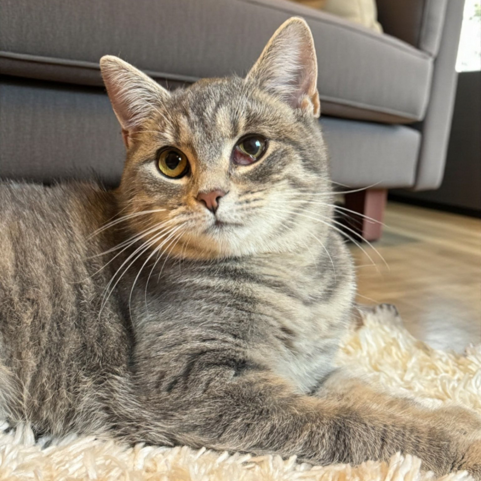 Pr&uuml;cs&ouml;k cica gazdit keres