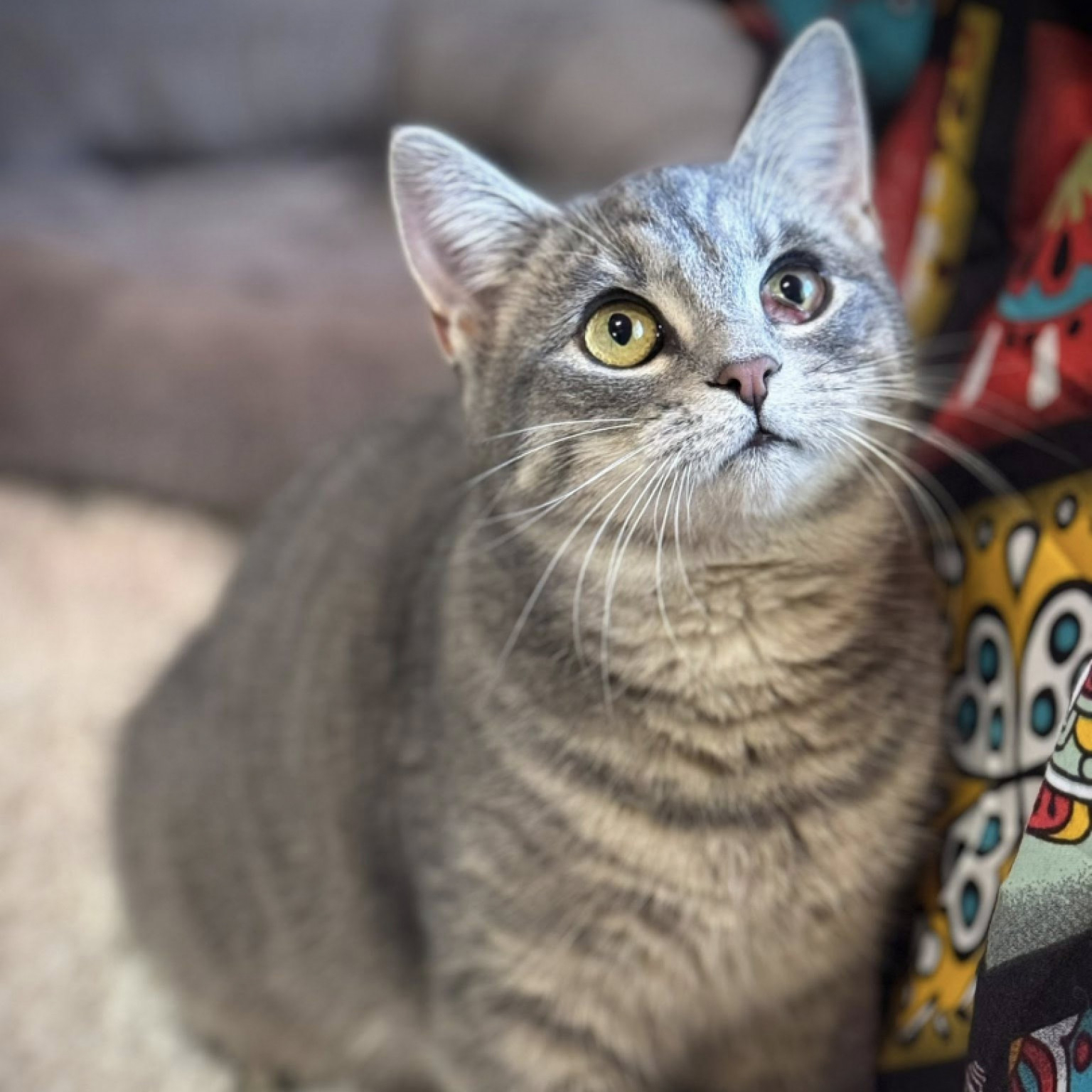 Pr&uuml;cs&ouml;k cica gazdit keres