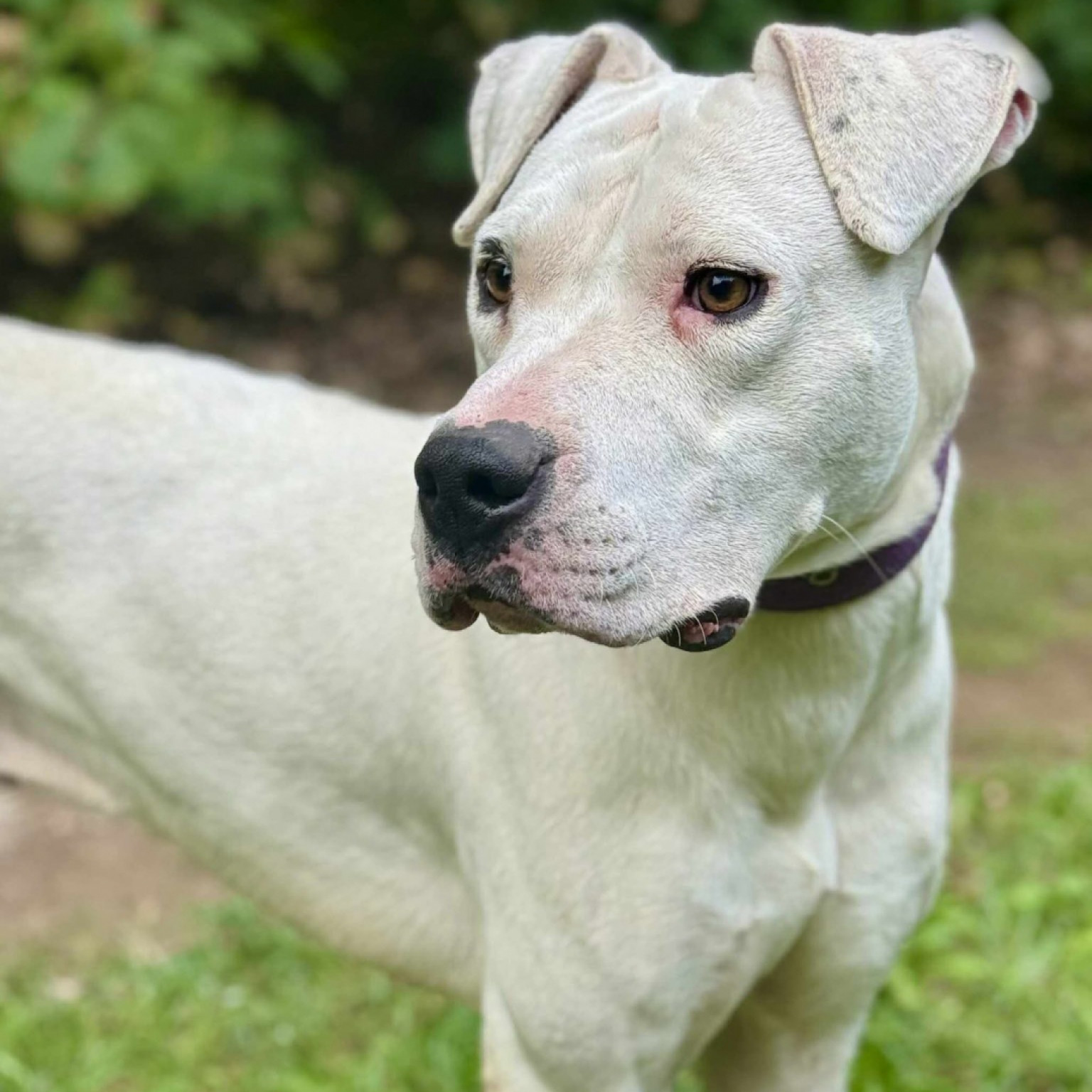 Vigyori gazdit keres