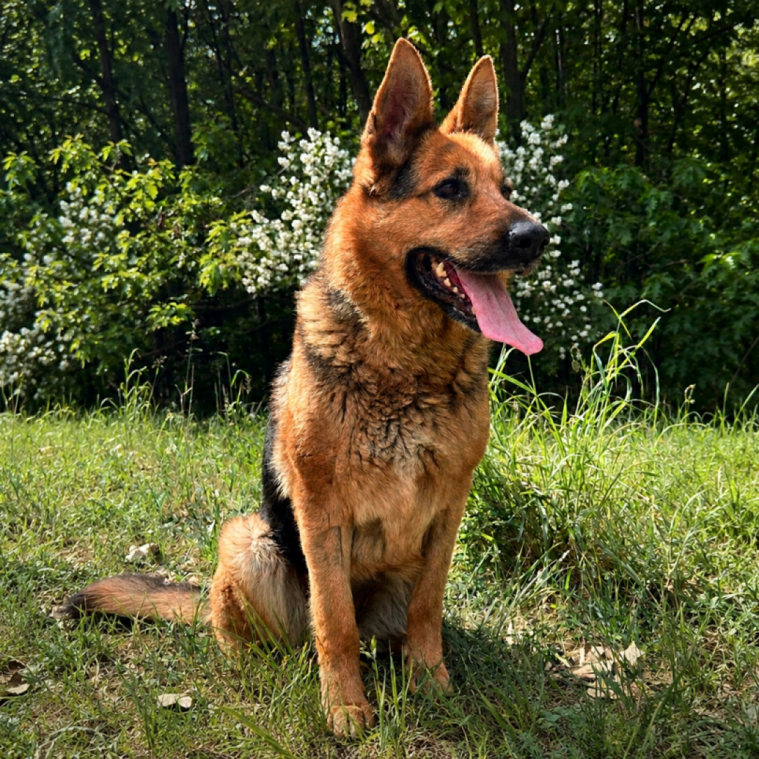 Zara, a rajong&oacute; t&aacute;rs