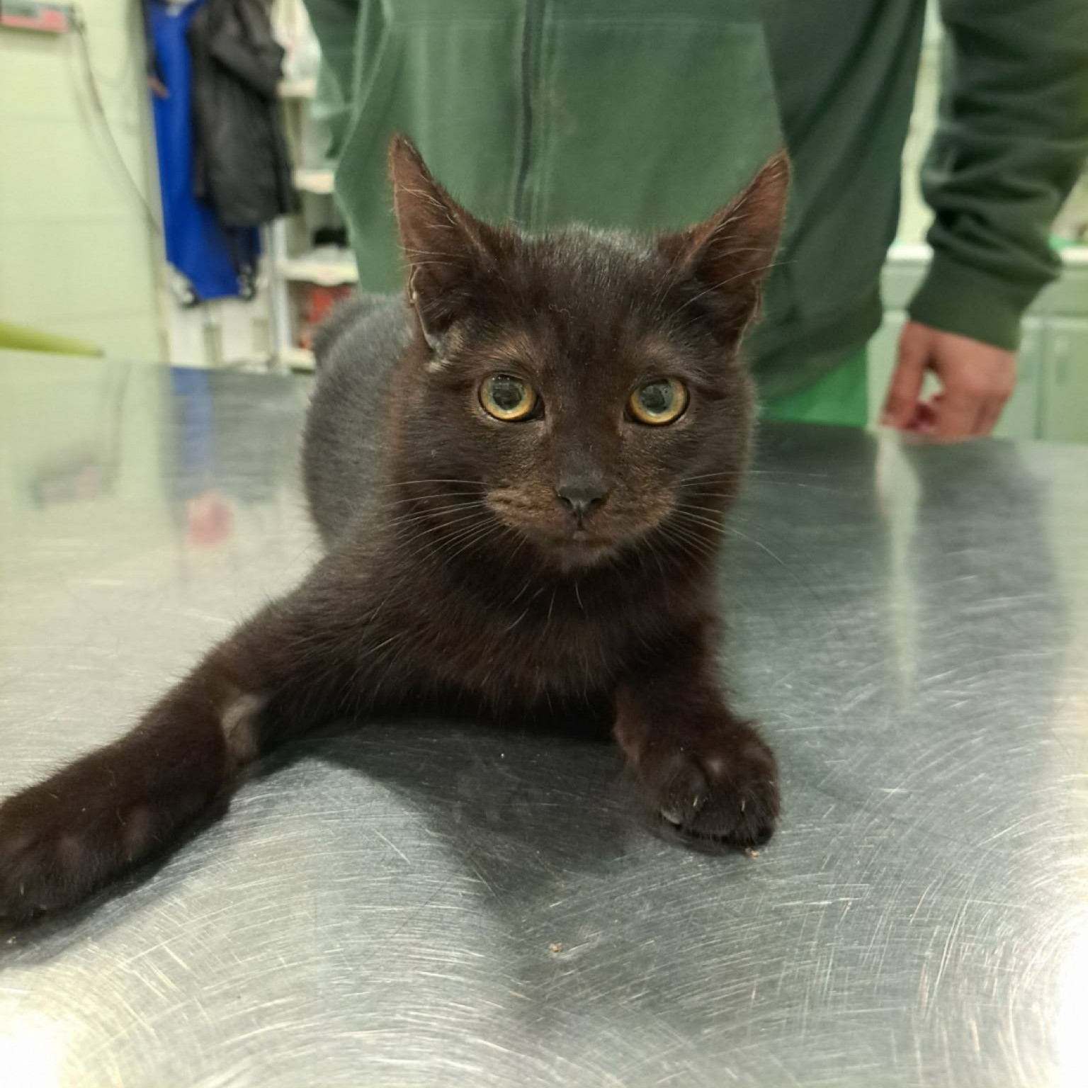 Bors&oacute;, Lencse, Sz&oacute;ja