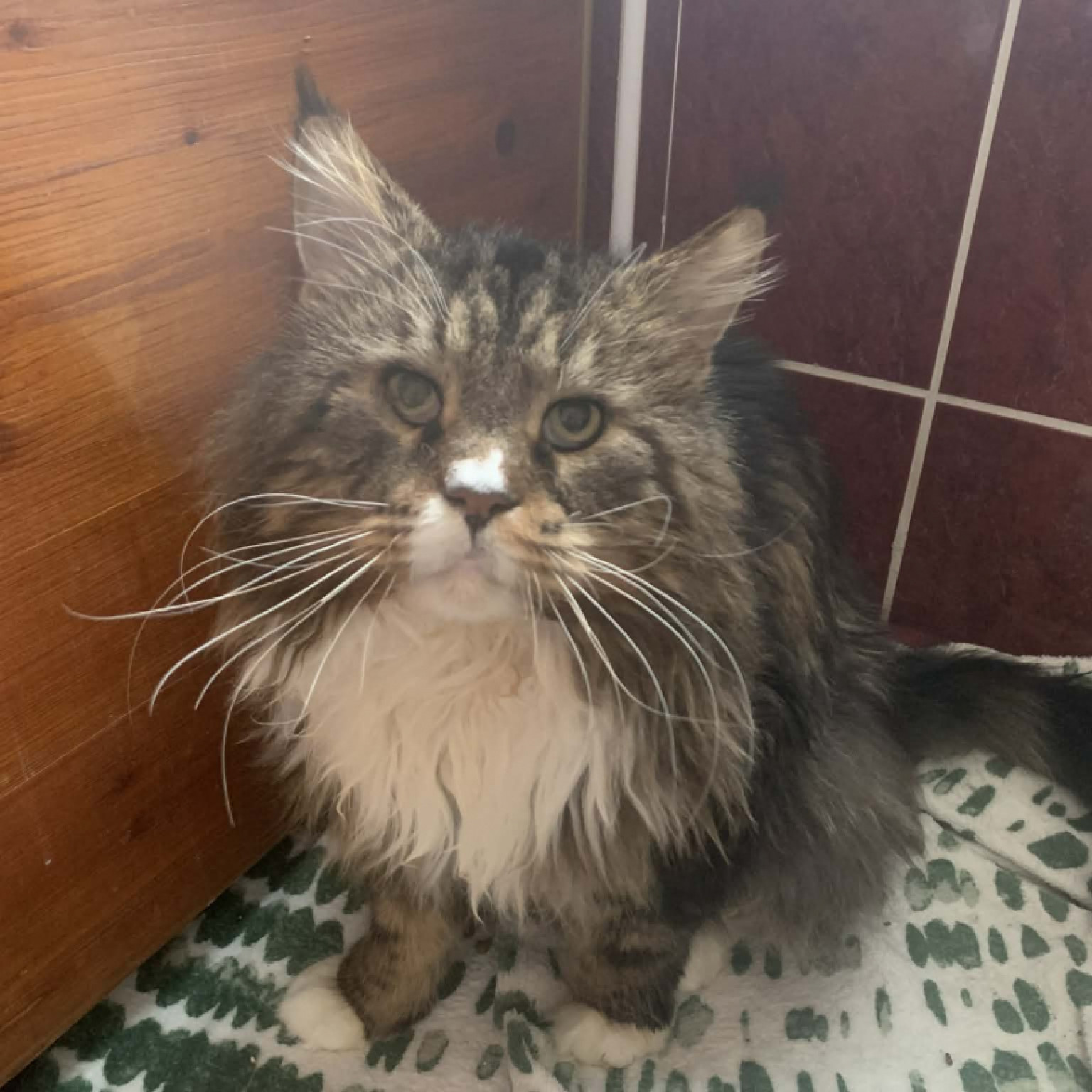 Misa cica gazdit keres!