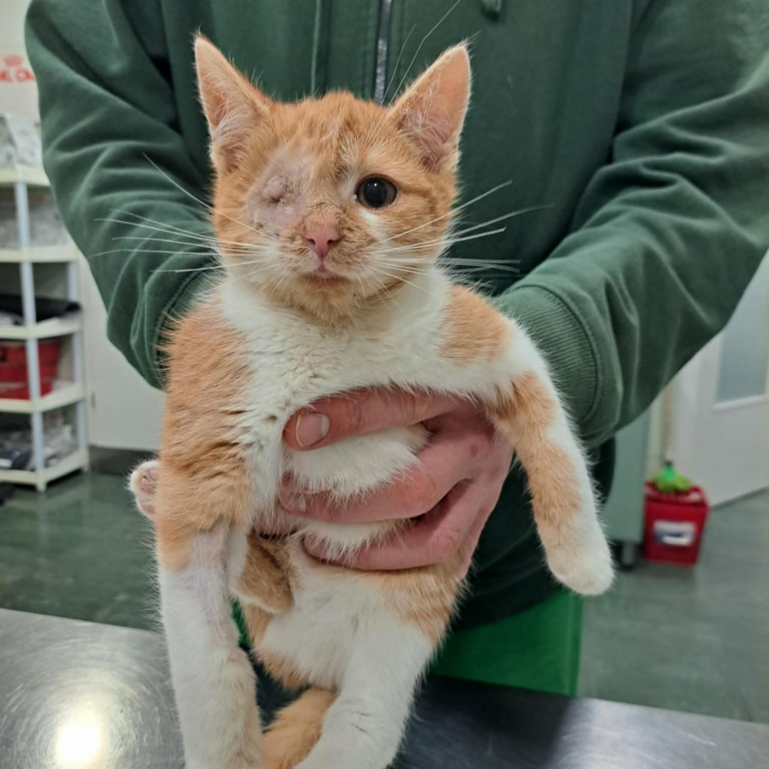 Bors&oacute;, Lencse, Sz&oacute;ja gazdit keres