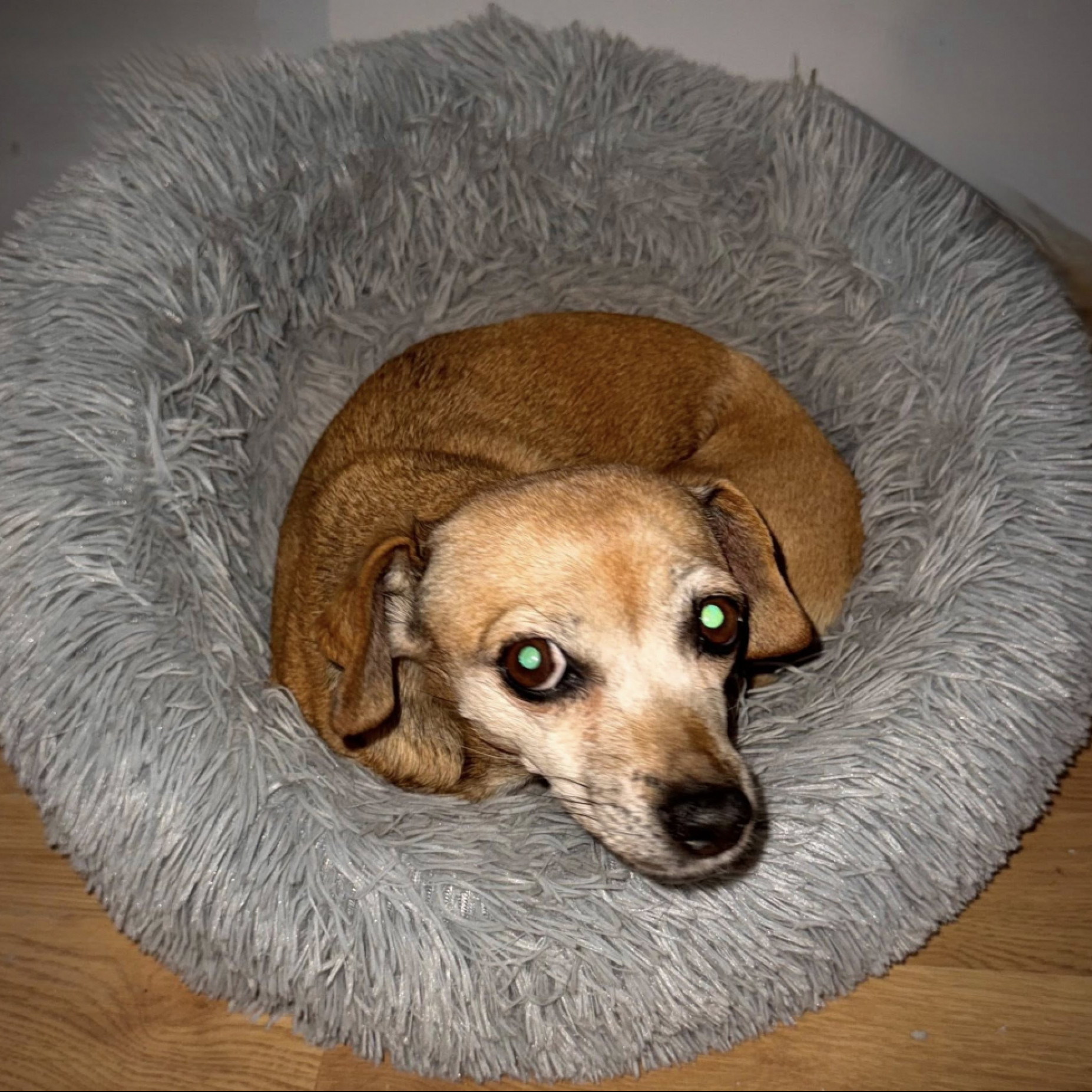 Csuli mam&oacute; gazdit keres