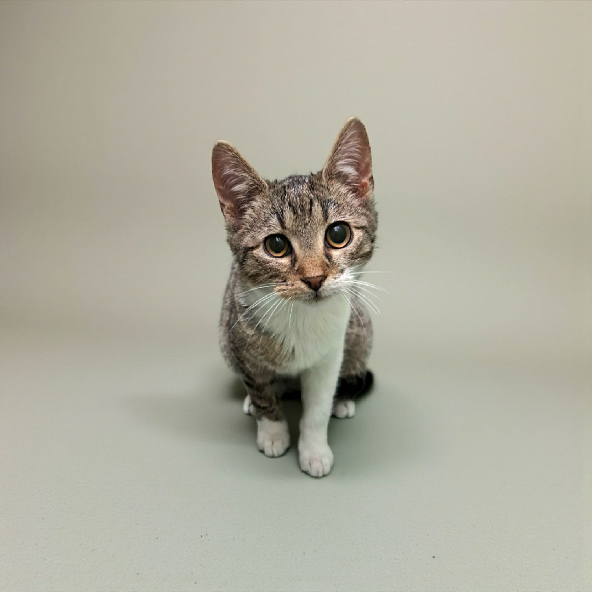 Bors&oacute;, Lencse, Sz&oacute;ja gazdit keres