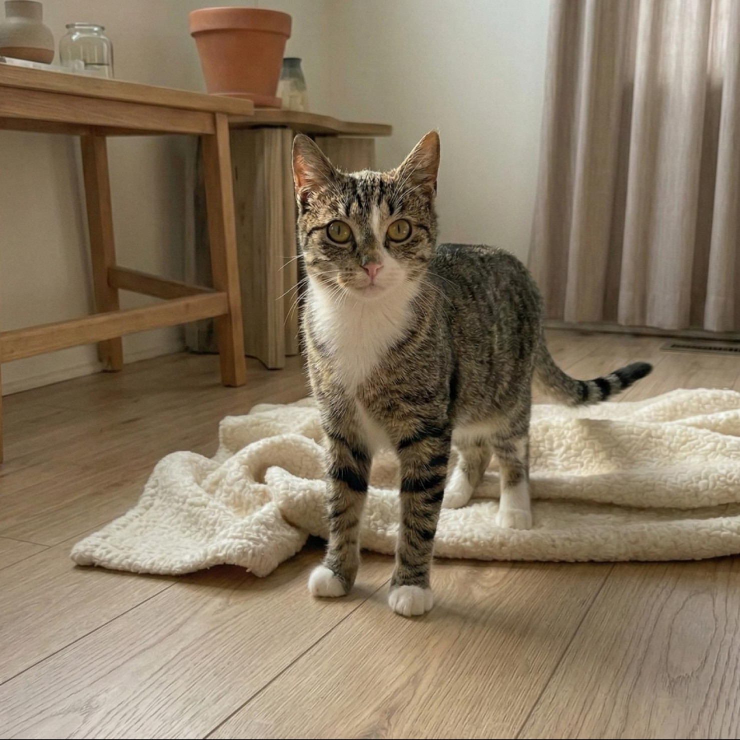 Gesztike gazdit keres