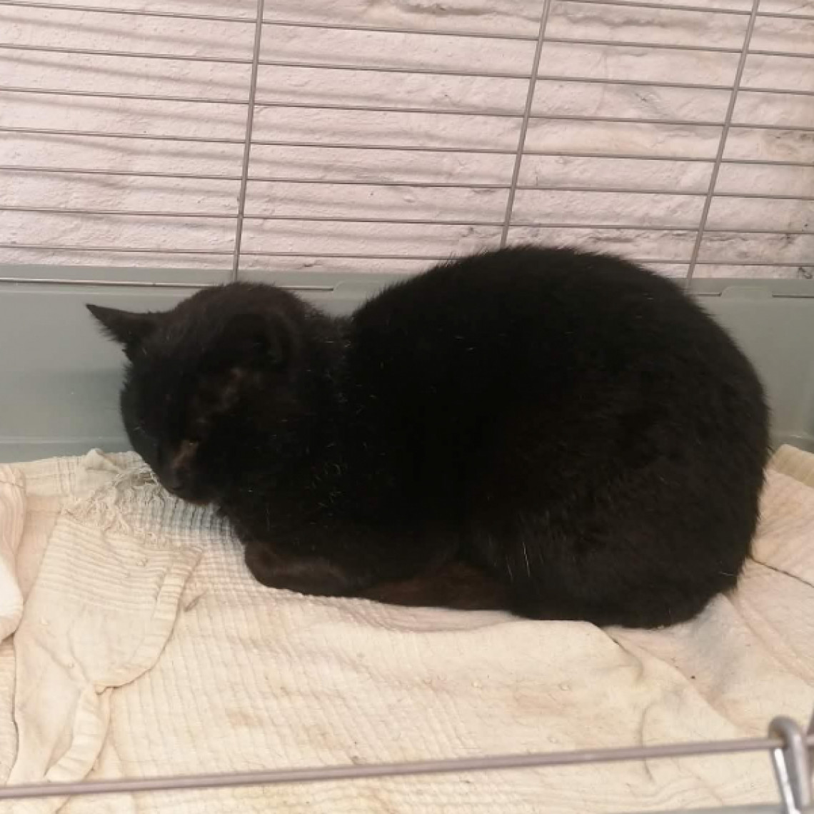 G&eacute;zu gazdit keres