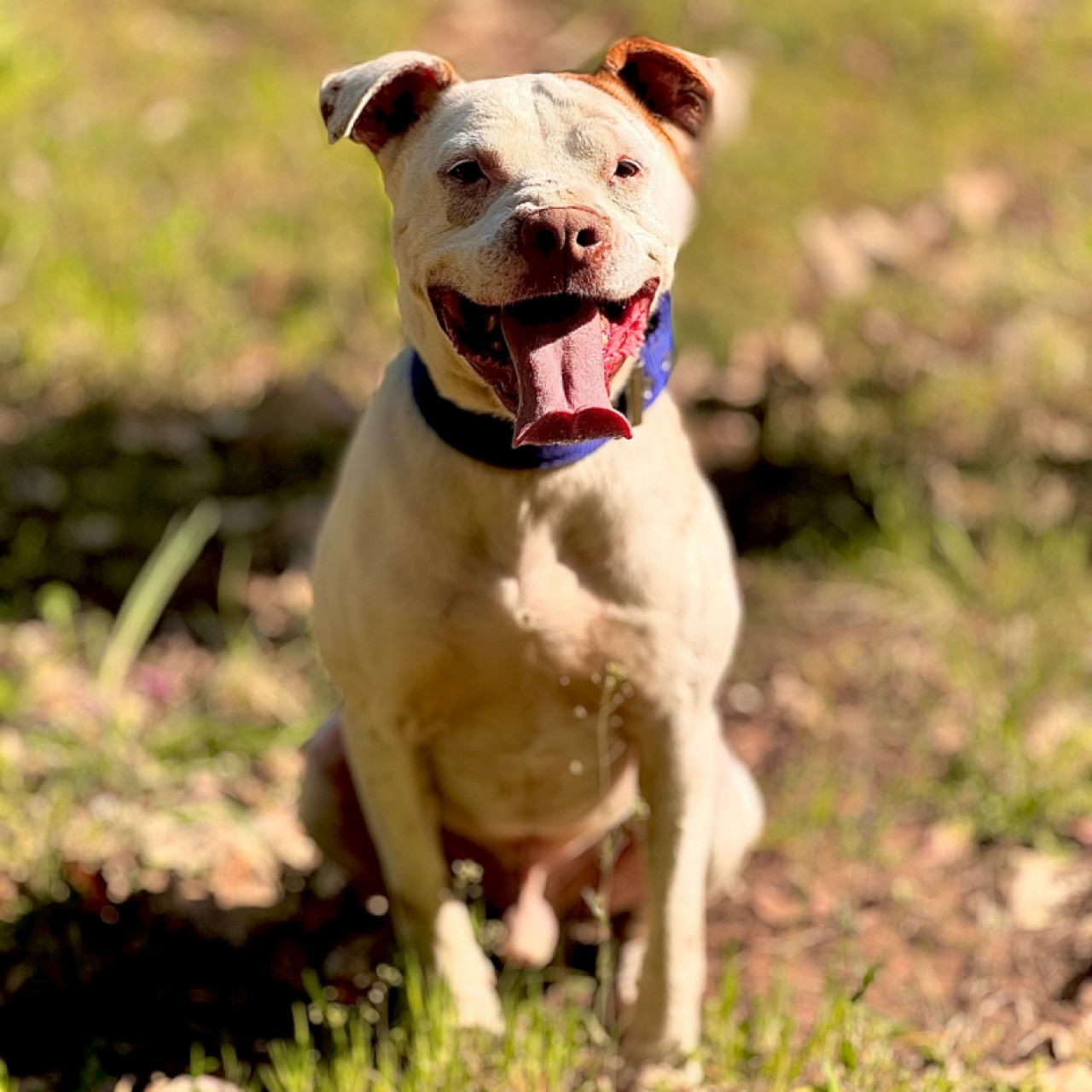 G&uuml;nter gazdit keres