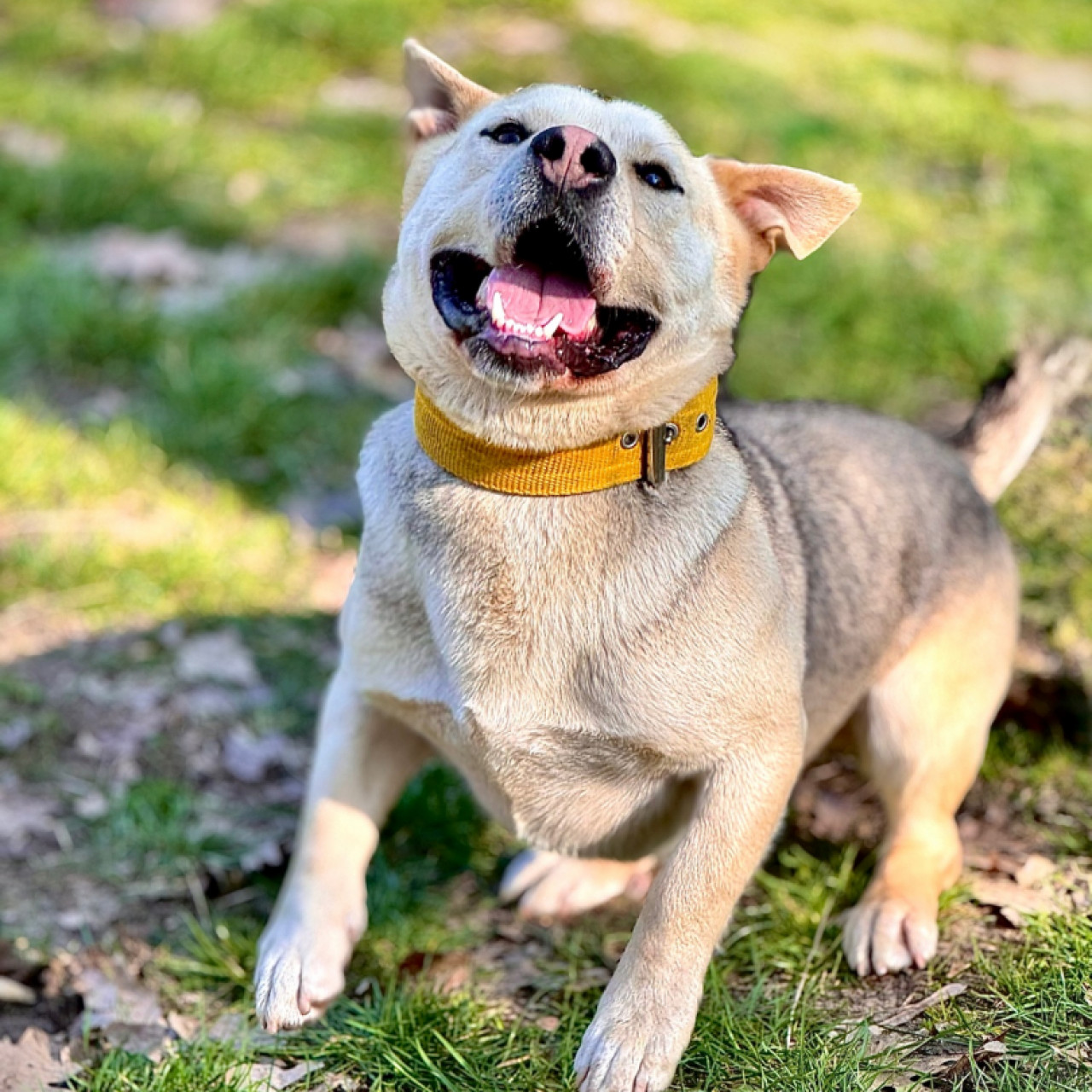 Bobby a labdazsonglőr