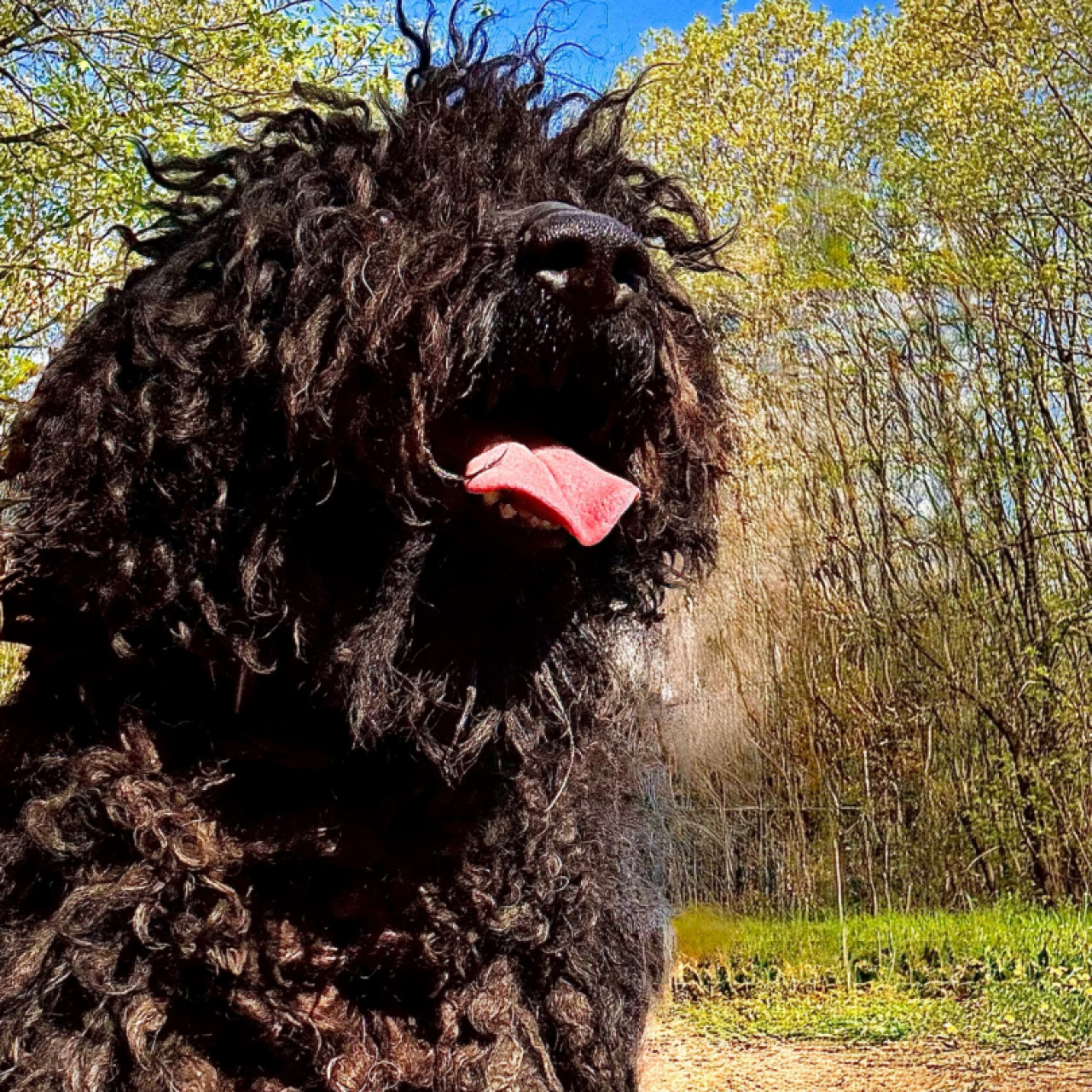 Bog&aacute;r gazdit keres