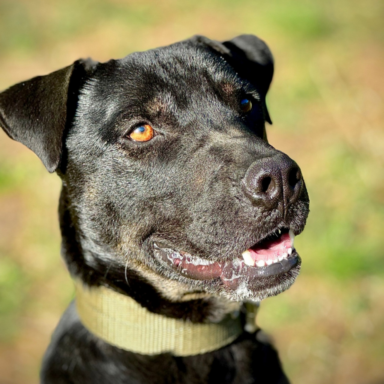 M&aacute;zli gazdit keres