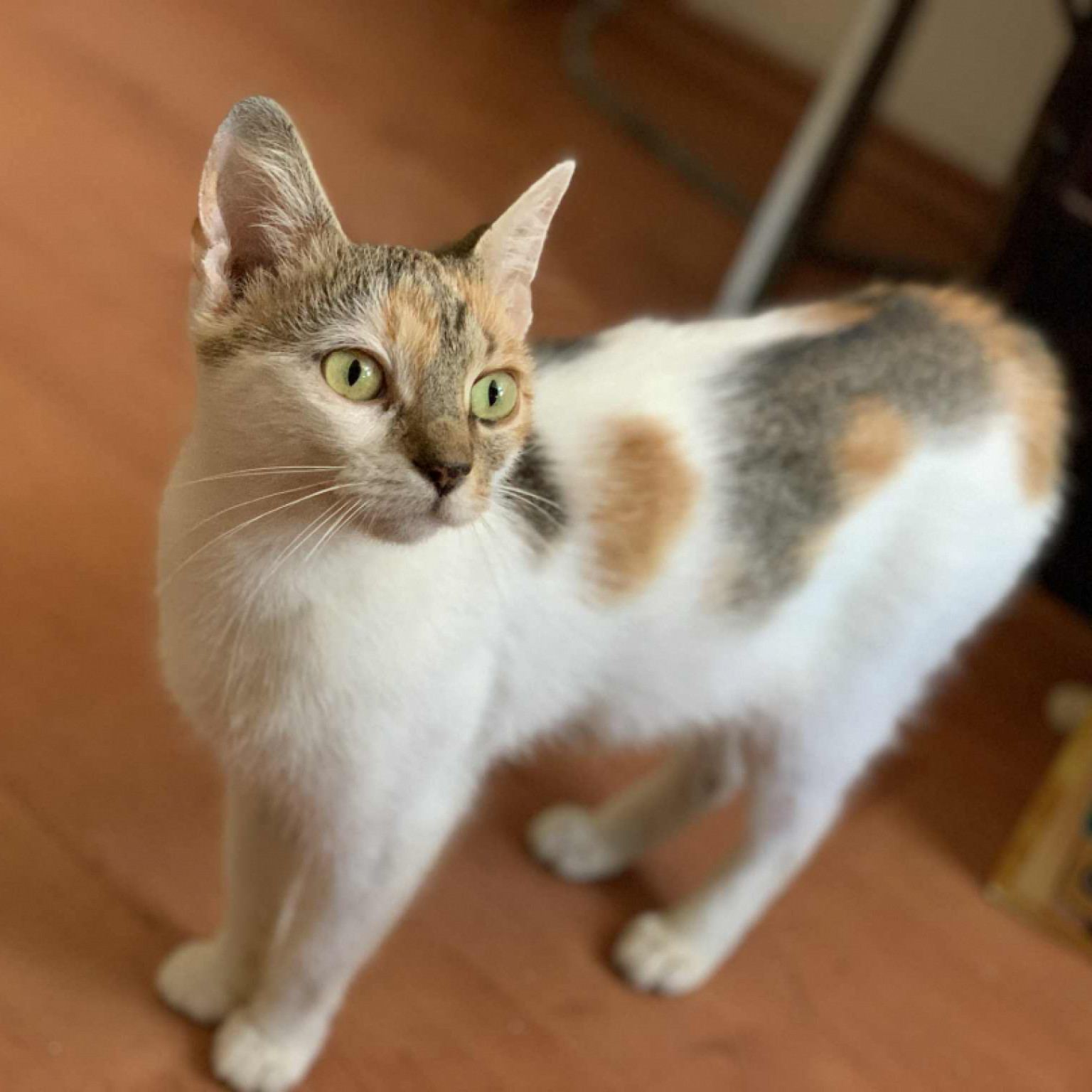 Lótusz gazdit keres