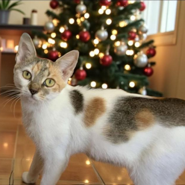 L&oacute;tusz gazdit keres