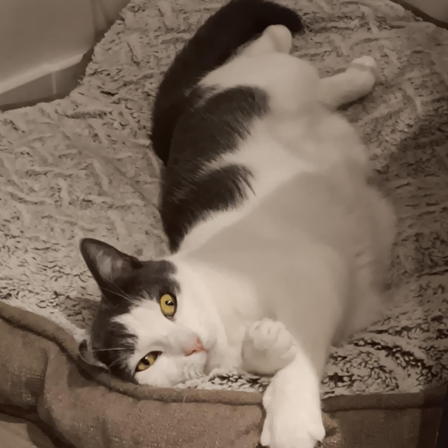 Lulu gazdit keres