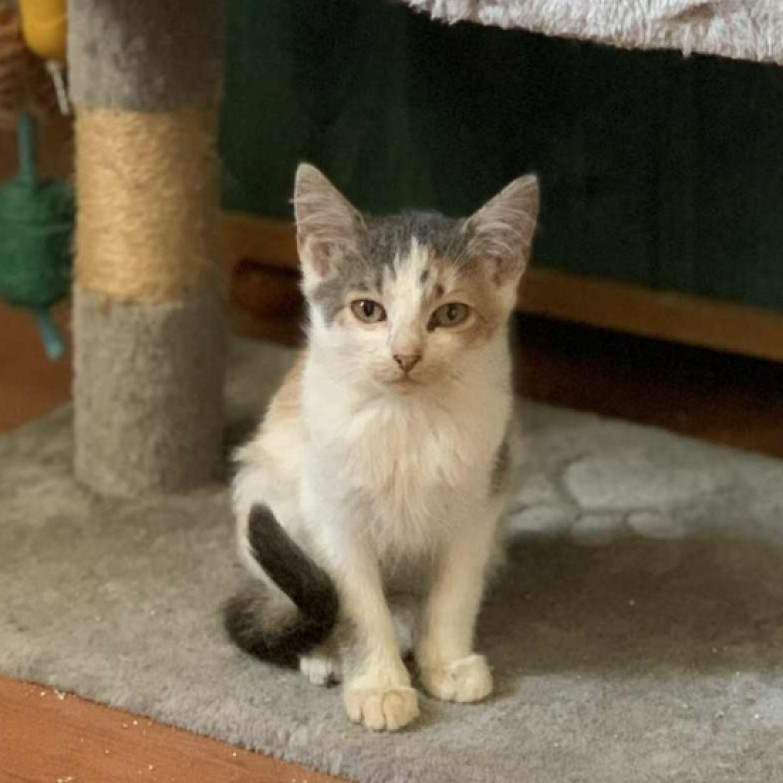 Mályva gazdit keres