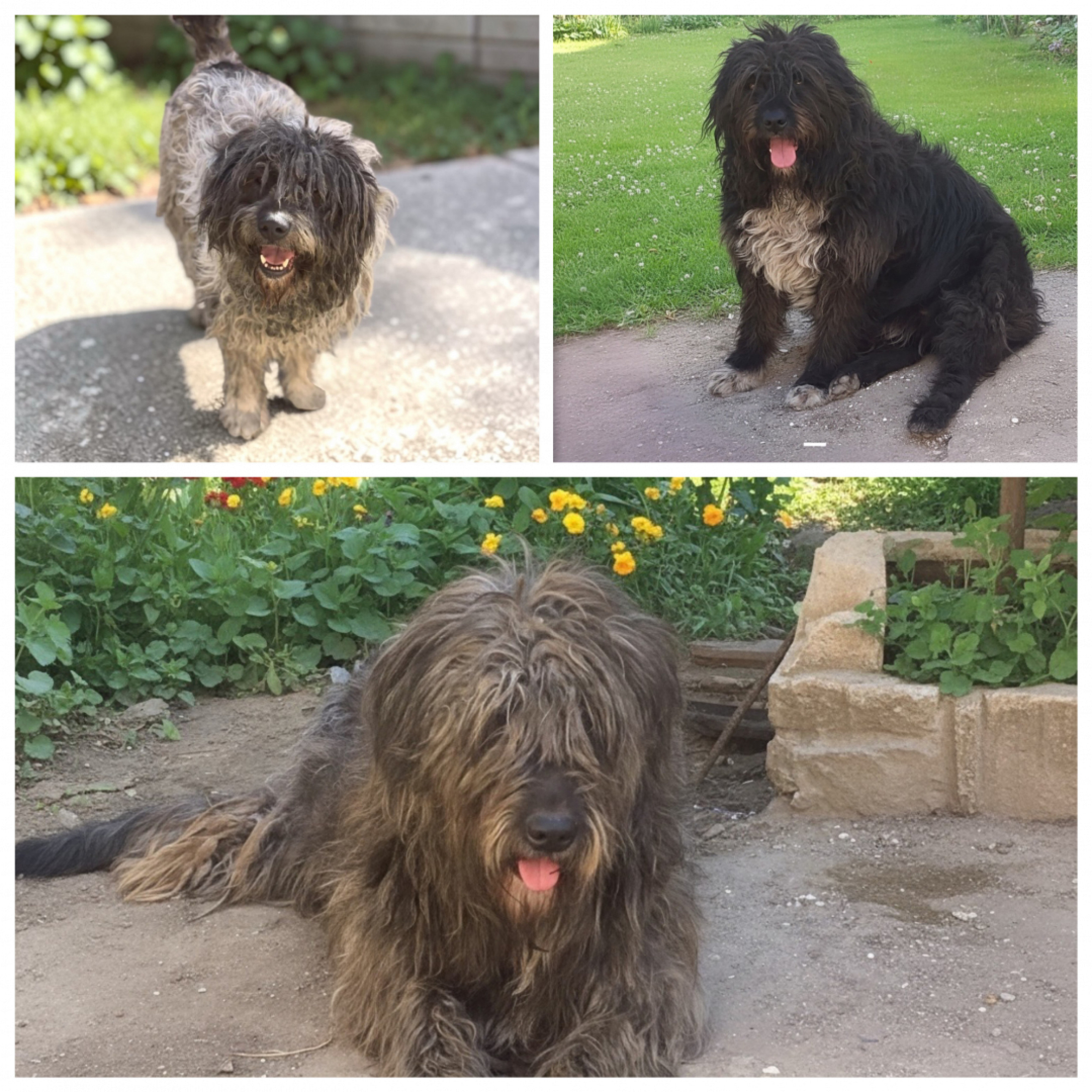 SOS! Ments meg őket!